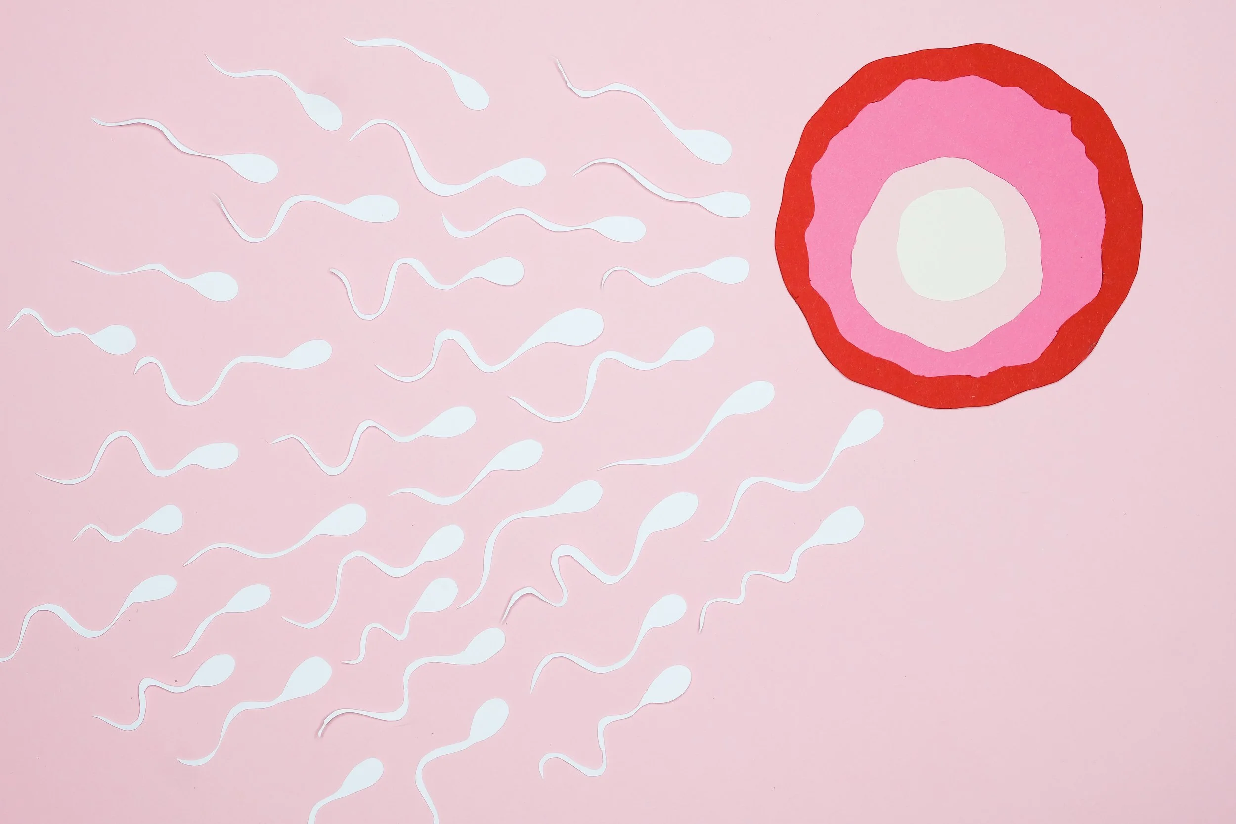 sperm racing towards the egg, did withdrawal or the pull out method work for preventing pregnancy?