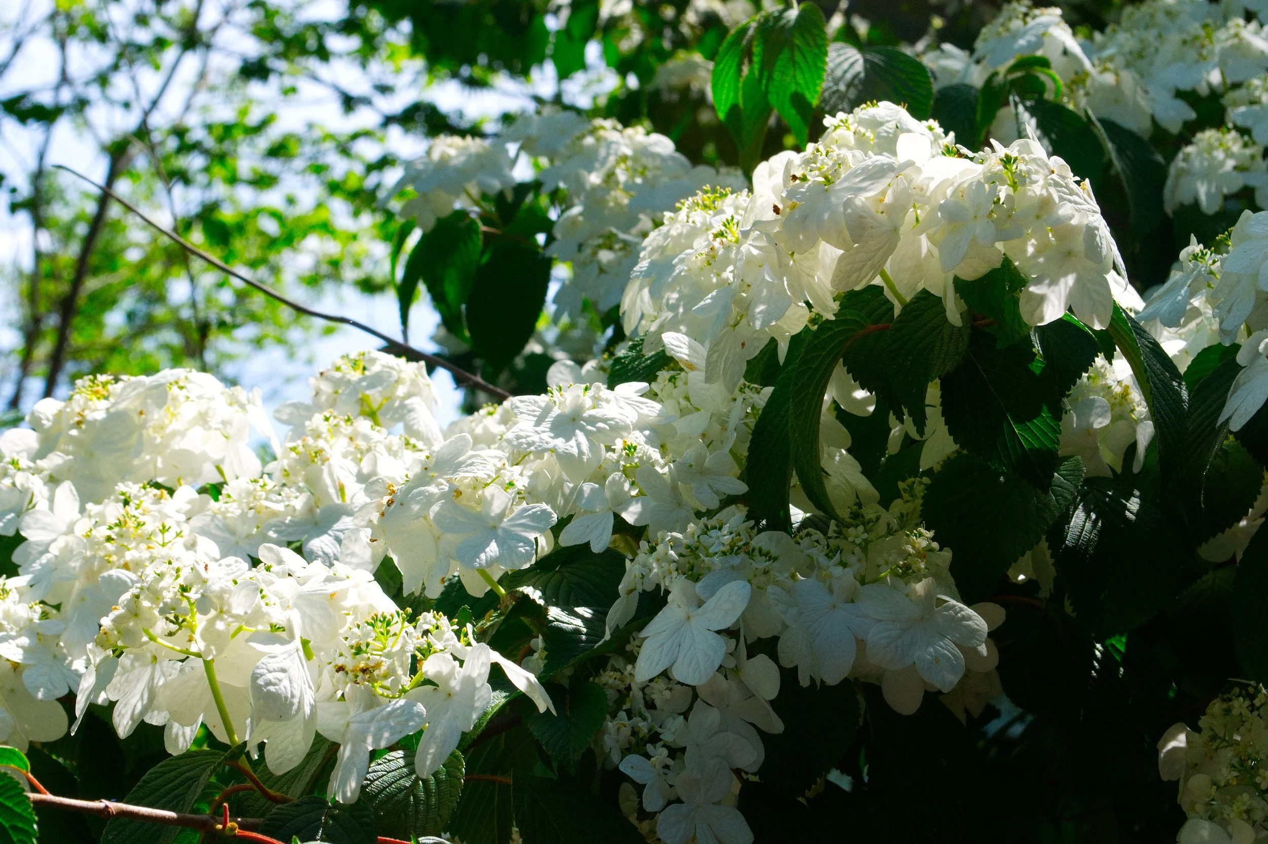 Japanese snowball bush 1