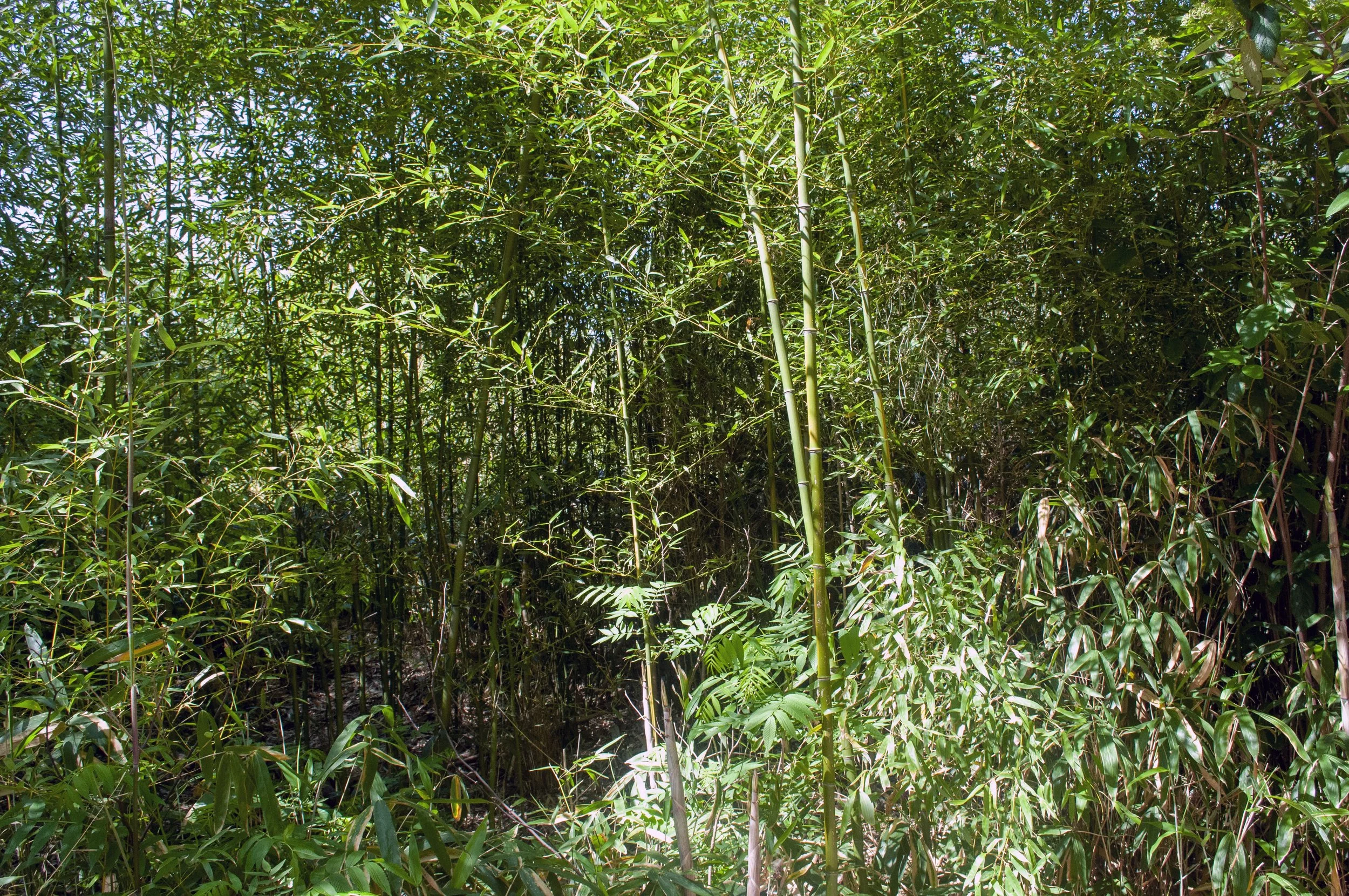 Bamboo tree 1