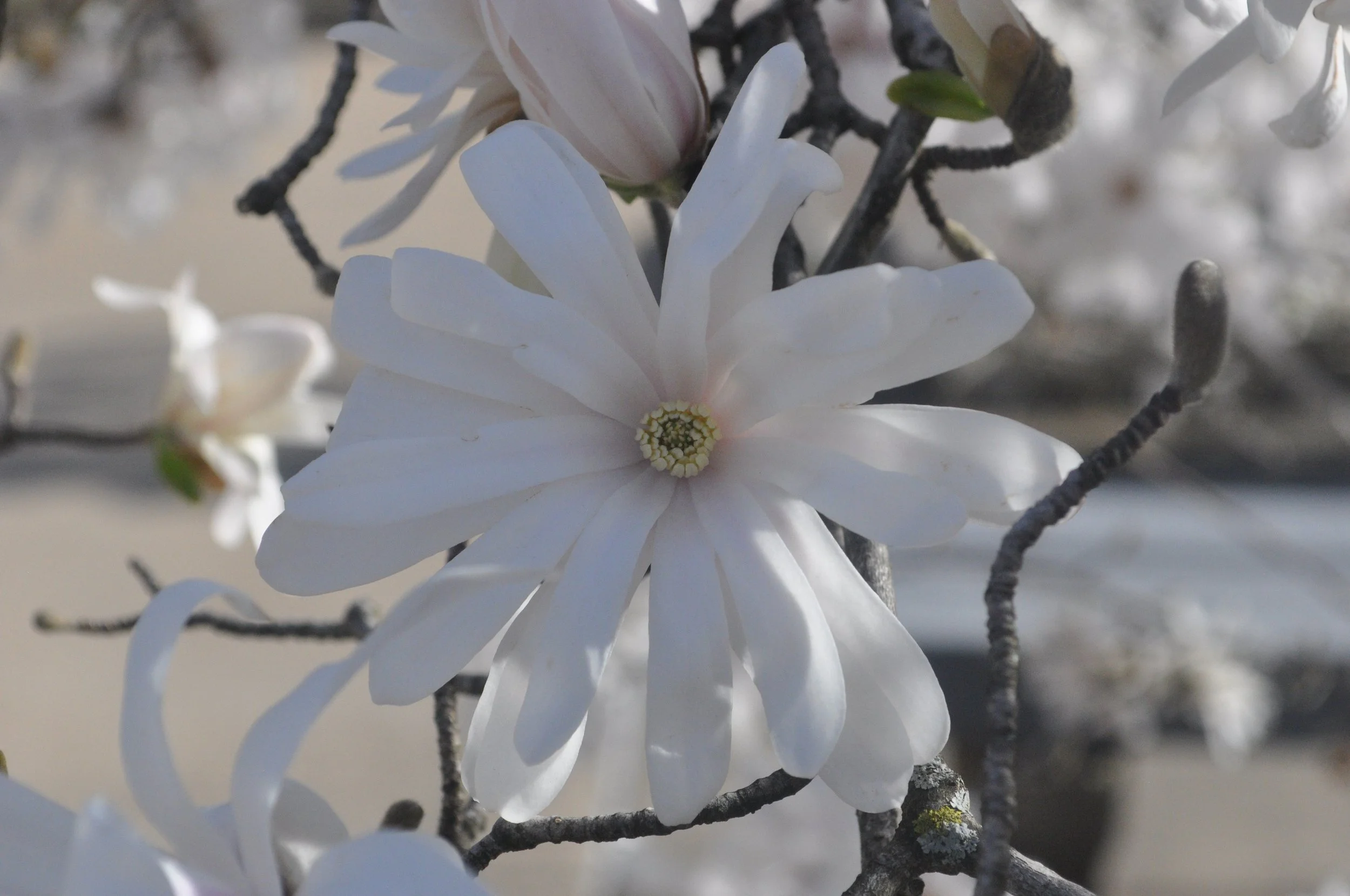 Star Magnolia 1
