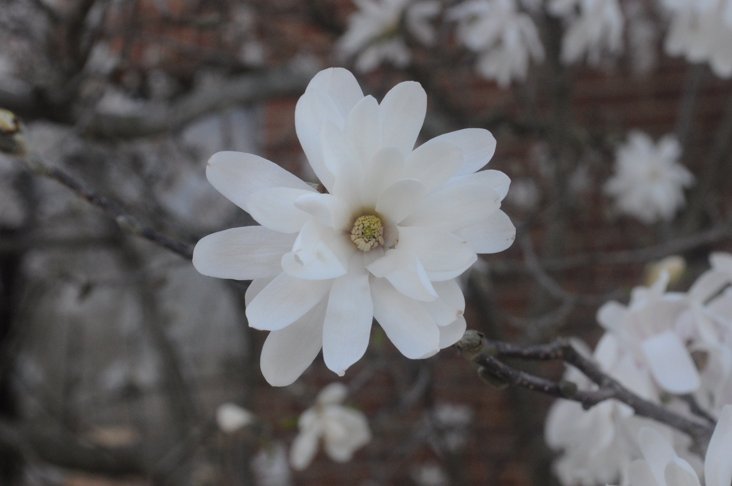 Star Magnolia 3