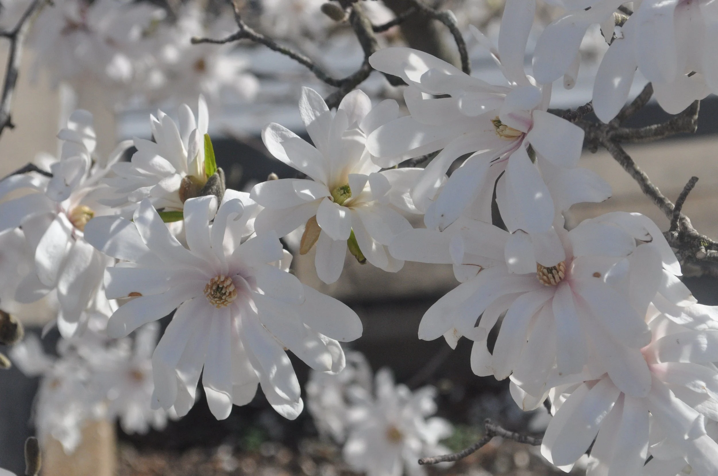 Star Magnolia 2
