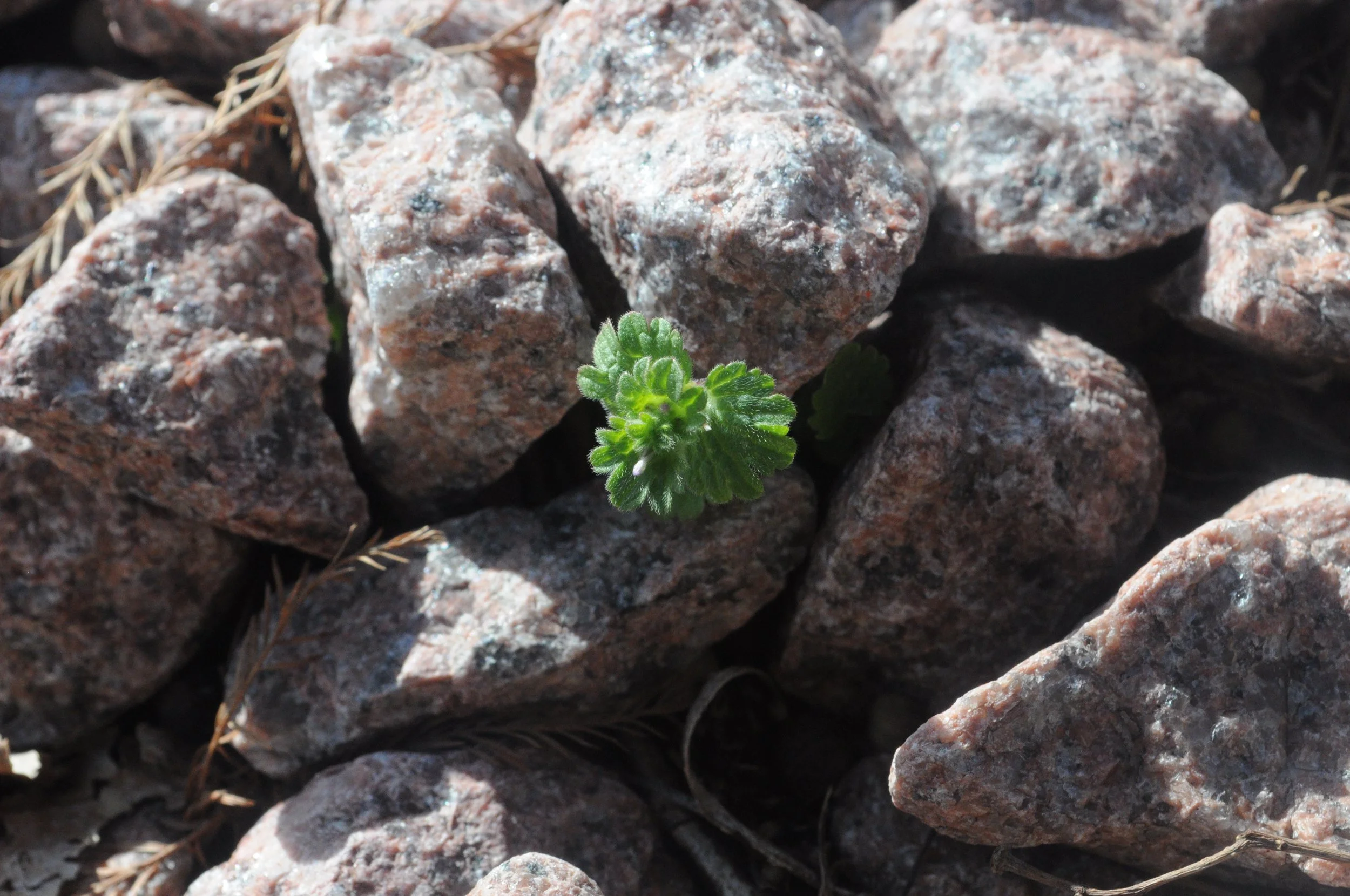 Henbit deadnettle 1