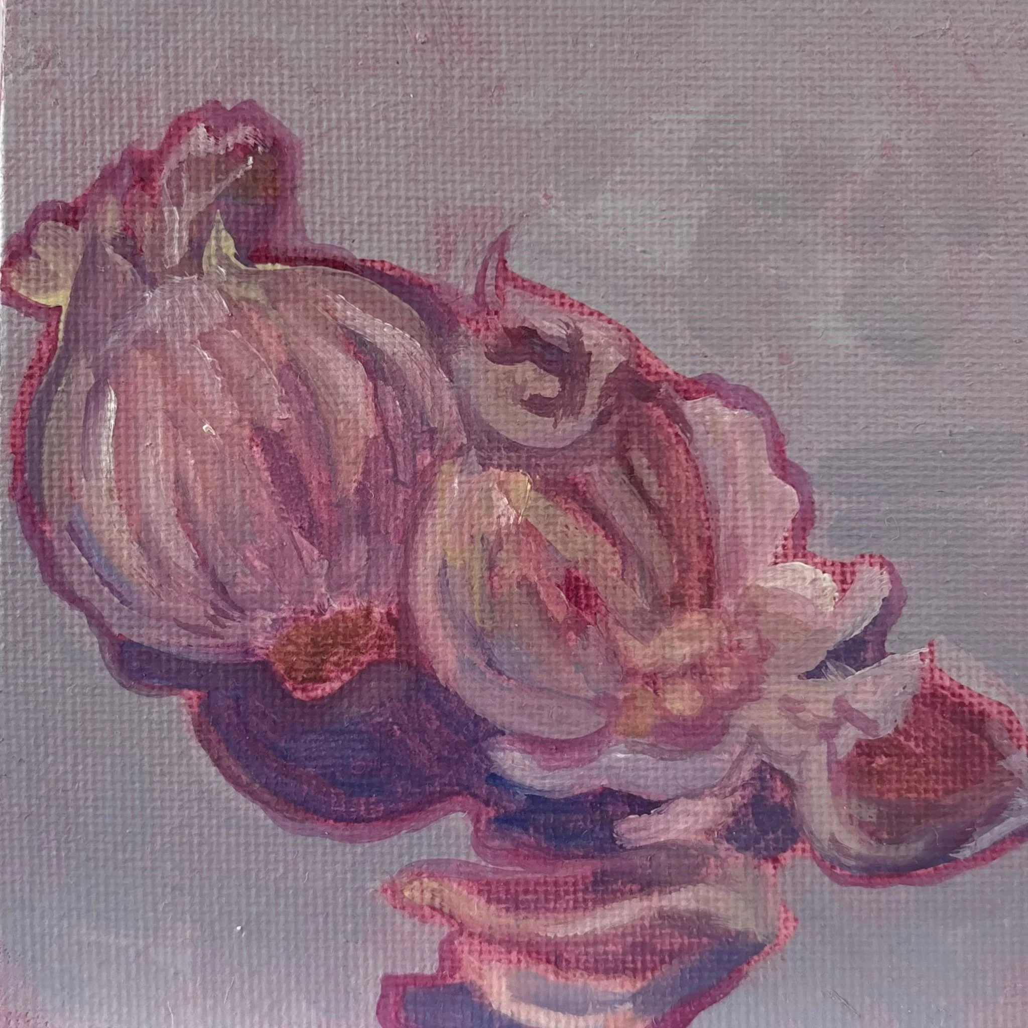 'Garlic'  4x4 Art Print