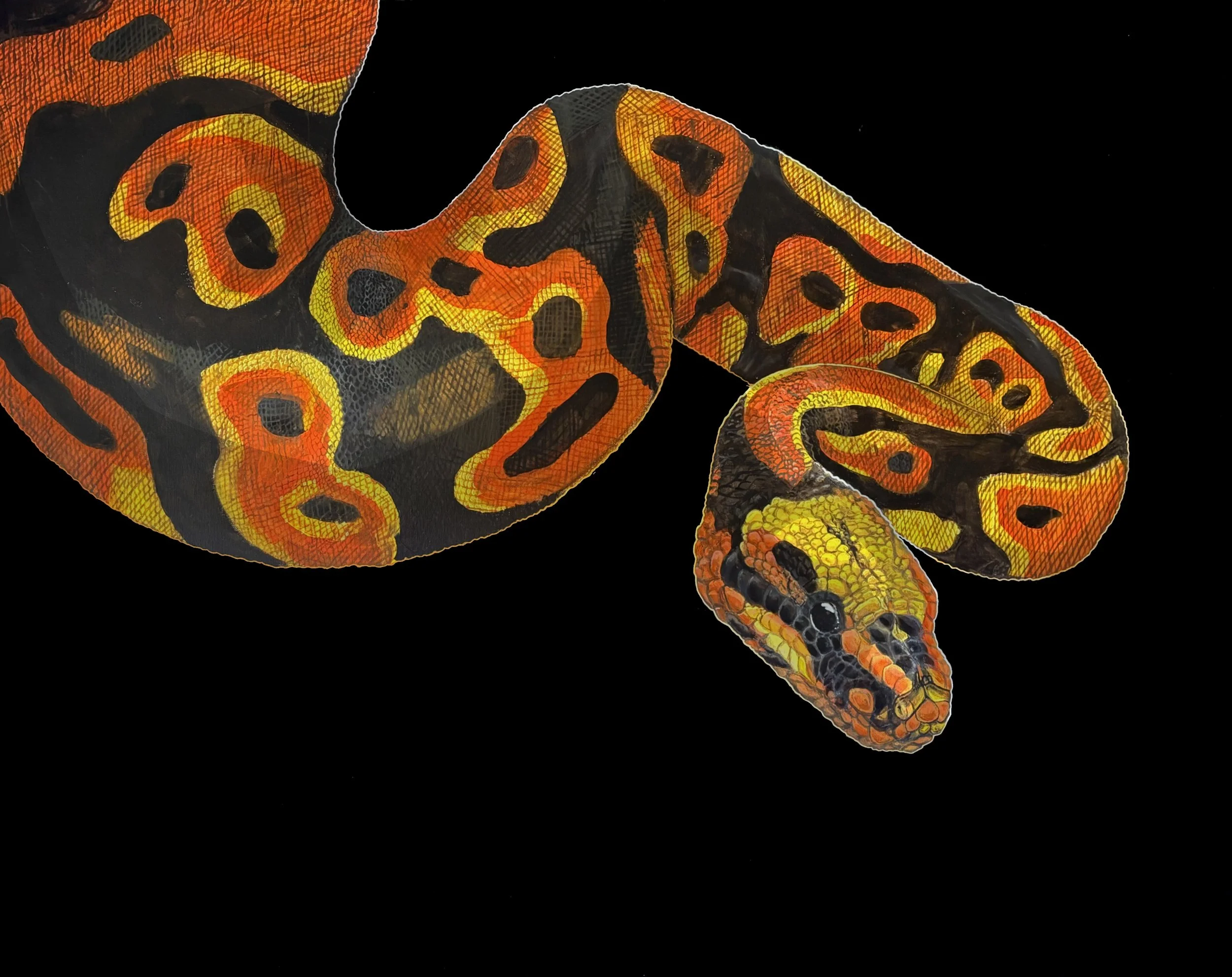 8x 10 Snake