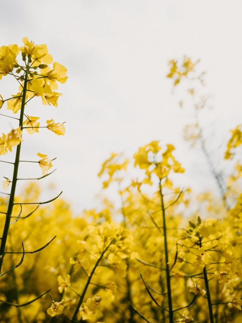 Yellow flowering plants symbolising natural healing and vitality through naturopathic care with Rebecca McGrath Naturopath, Sydney.