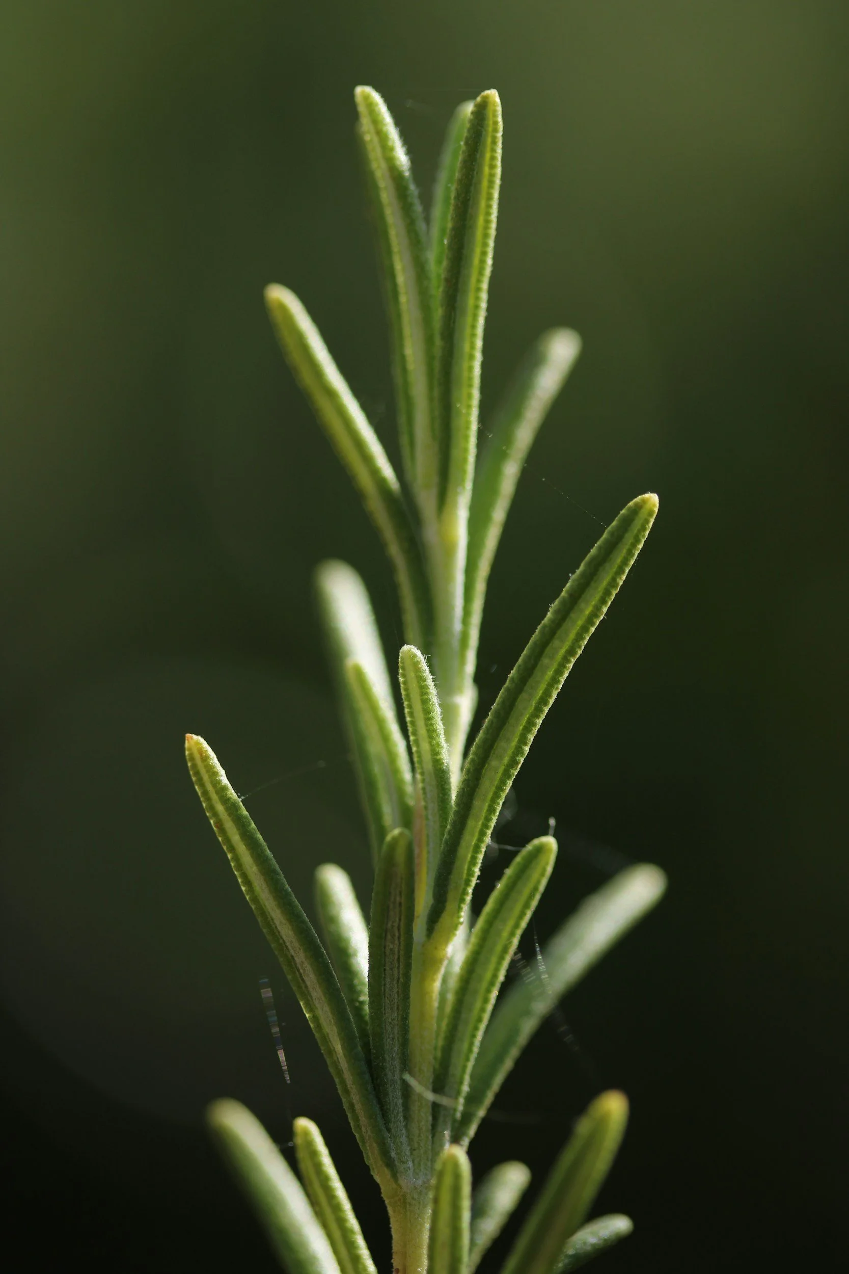 Close-up of a green rosemary herb plant with needle-like leaves.