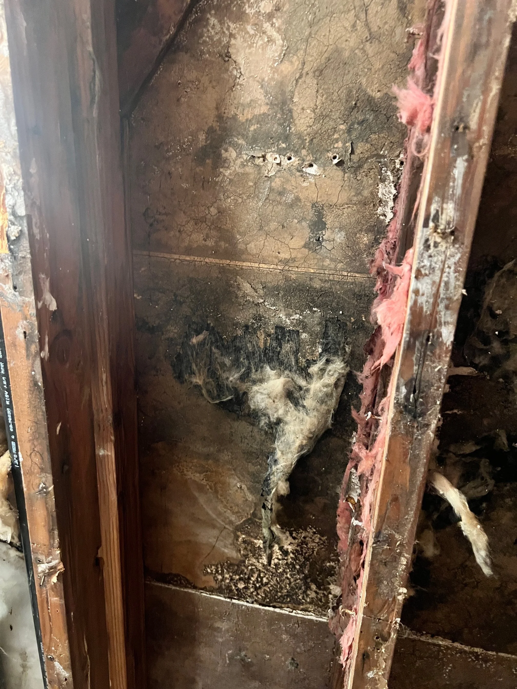 Interior of a damaged and moldy wall with exposed wooden studs, insulation, and blackened mold.
