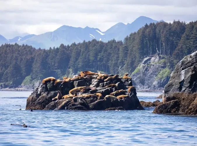 Kodiak Island.webp