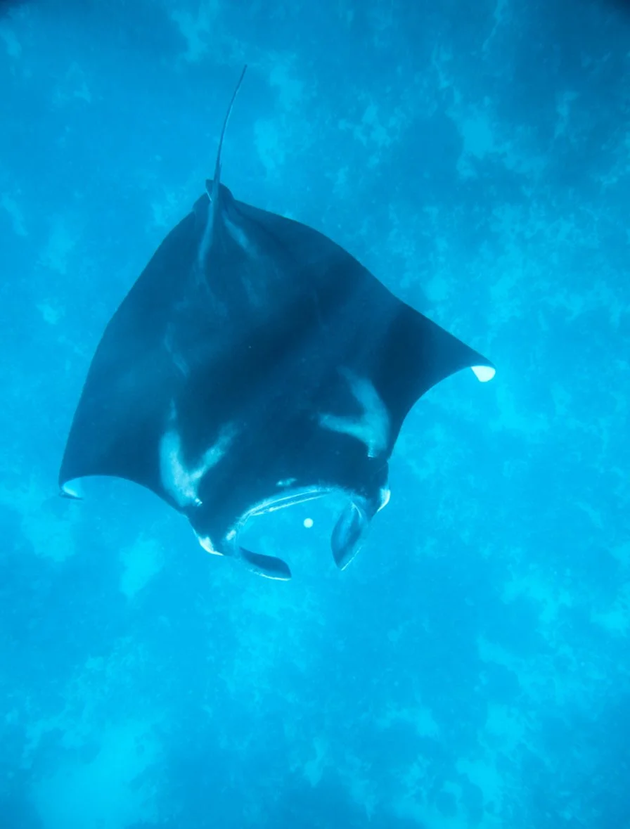Amandira,-Indonesia-–-Mantaray_Office_14308.jpg