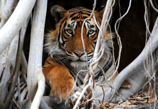 eoe-journey-save-wild-tiger02 Small.png