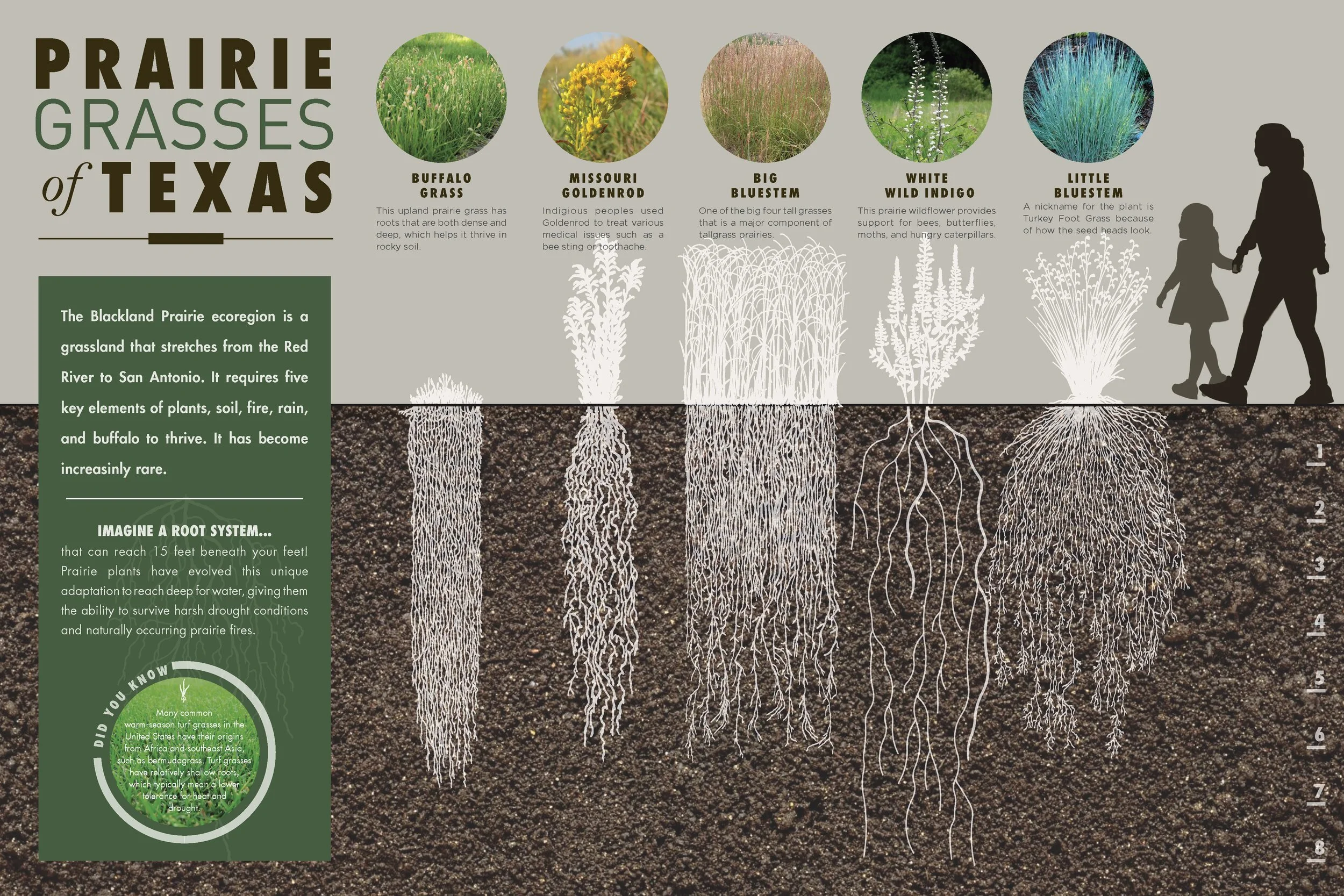 Diagram showing roots of various prairie grasses of Texas, including Buffalo Grass, Missouri Goldenrod, Big Bluestem, White Wild Indigo, and Little Bluestem, with descriptions of each plant above and a silhouette of two people walking on a trail.