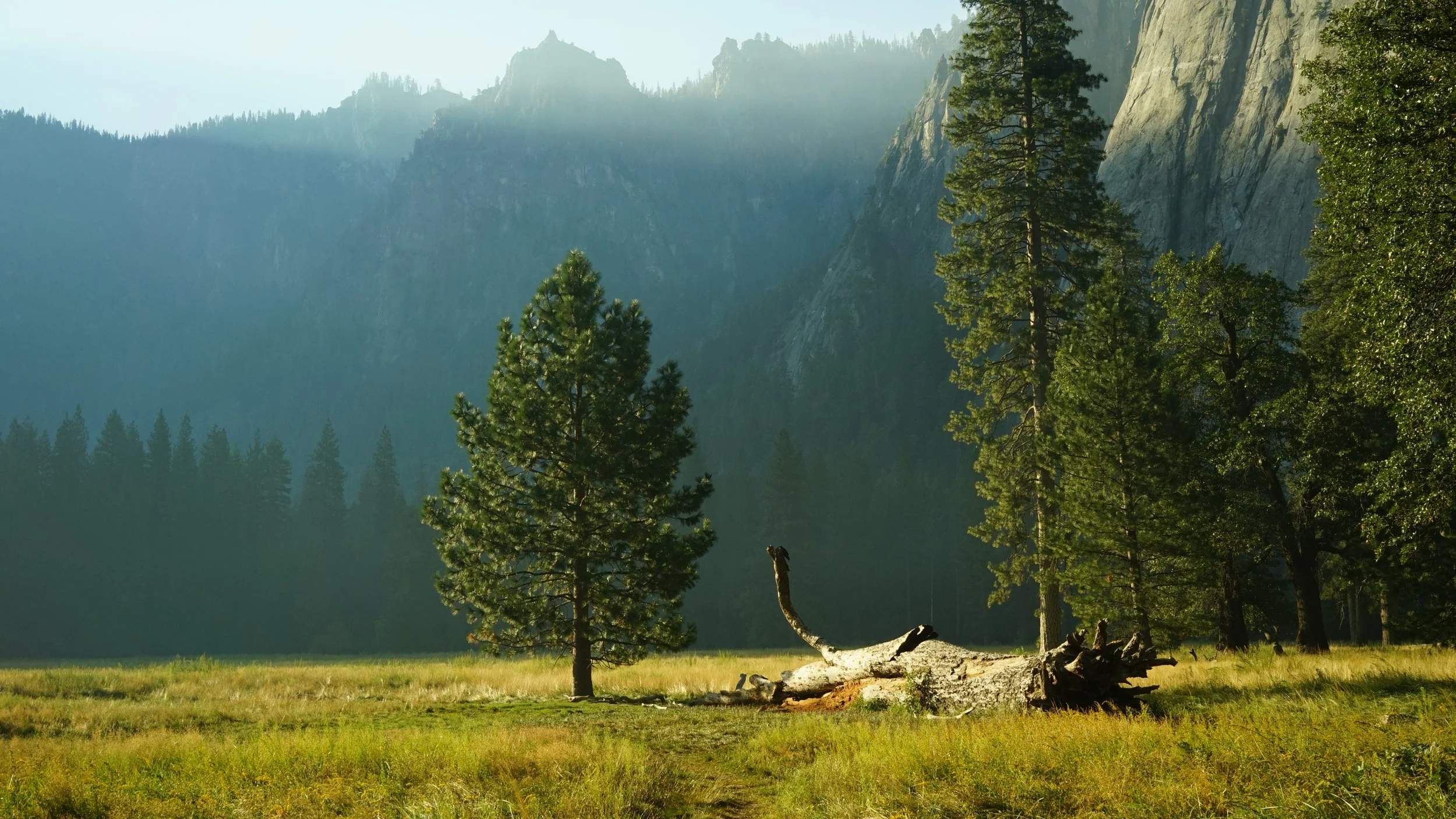A scenic landscape featuring a fallen tree in a grassy meadow surrounded by pine trees, with tall mountains in the background and daylight illuminating the scene.