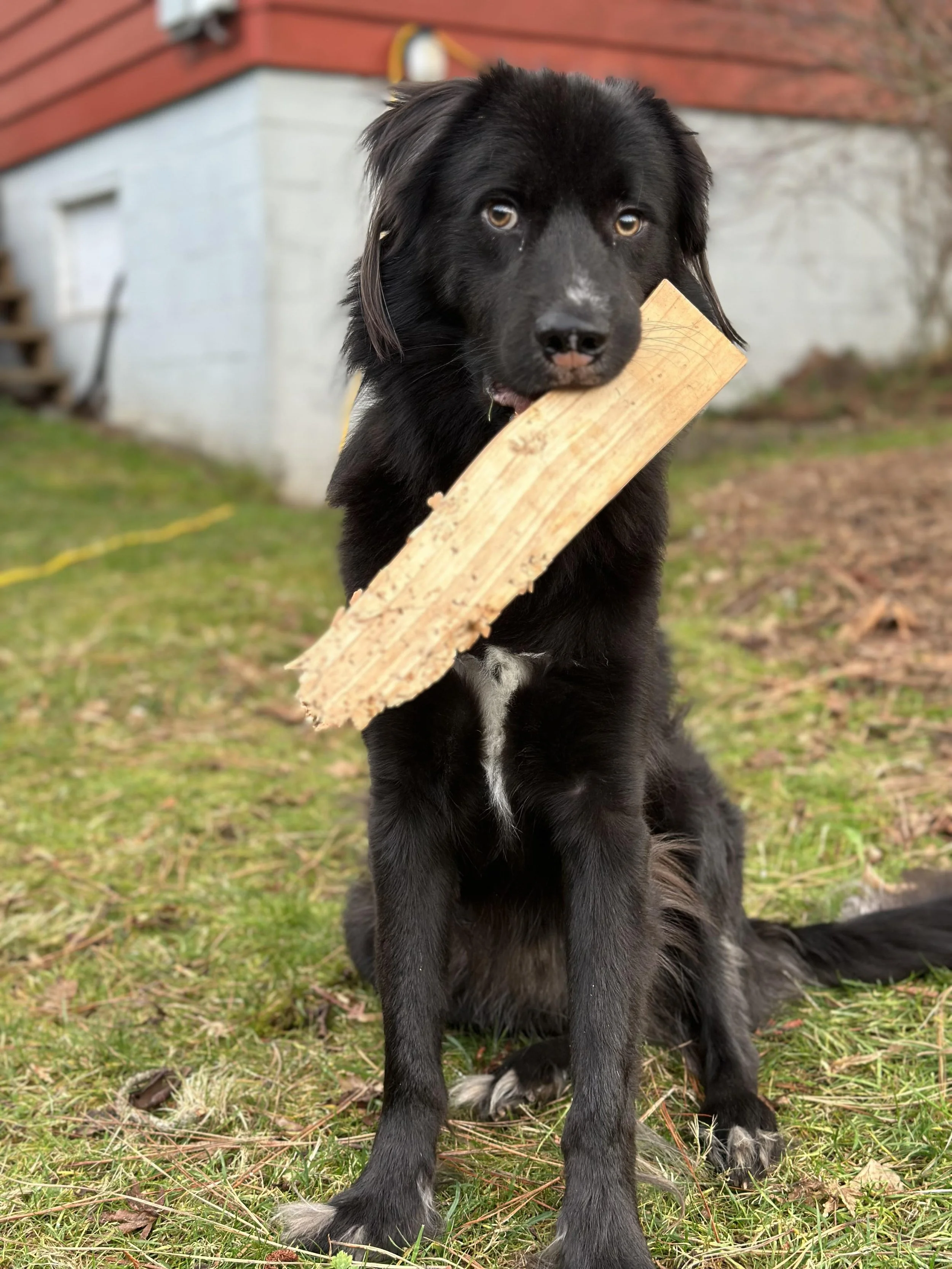A young black dog holding a large piece of scrap wood in its mouth sitting on grass outside near a building.