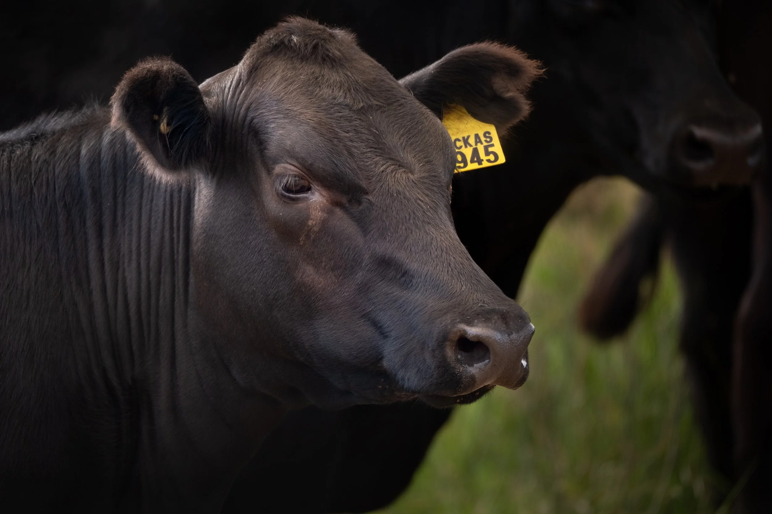 Macka'S PaStoral | Female Sale