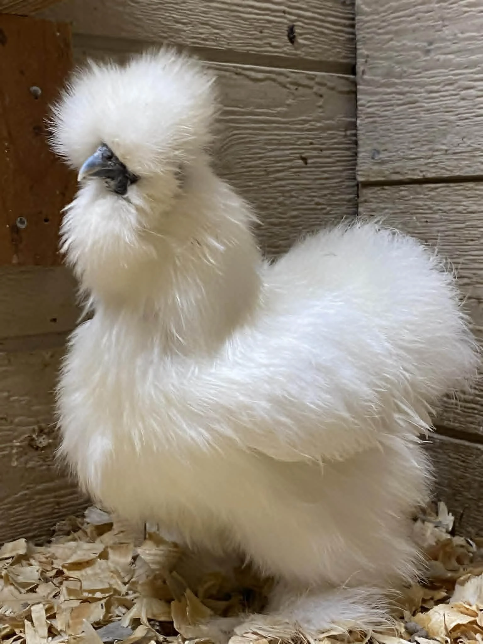 Regular Color Chicks