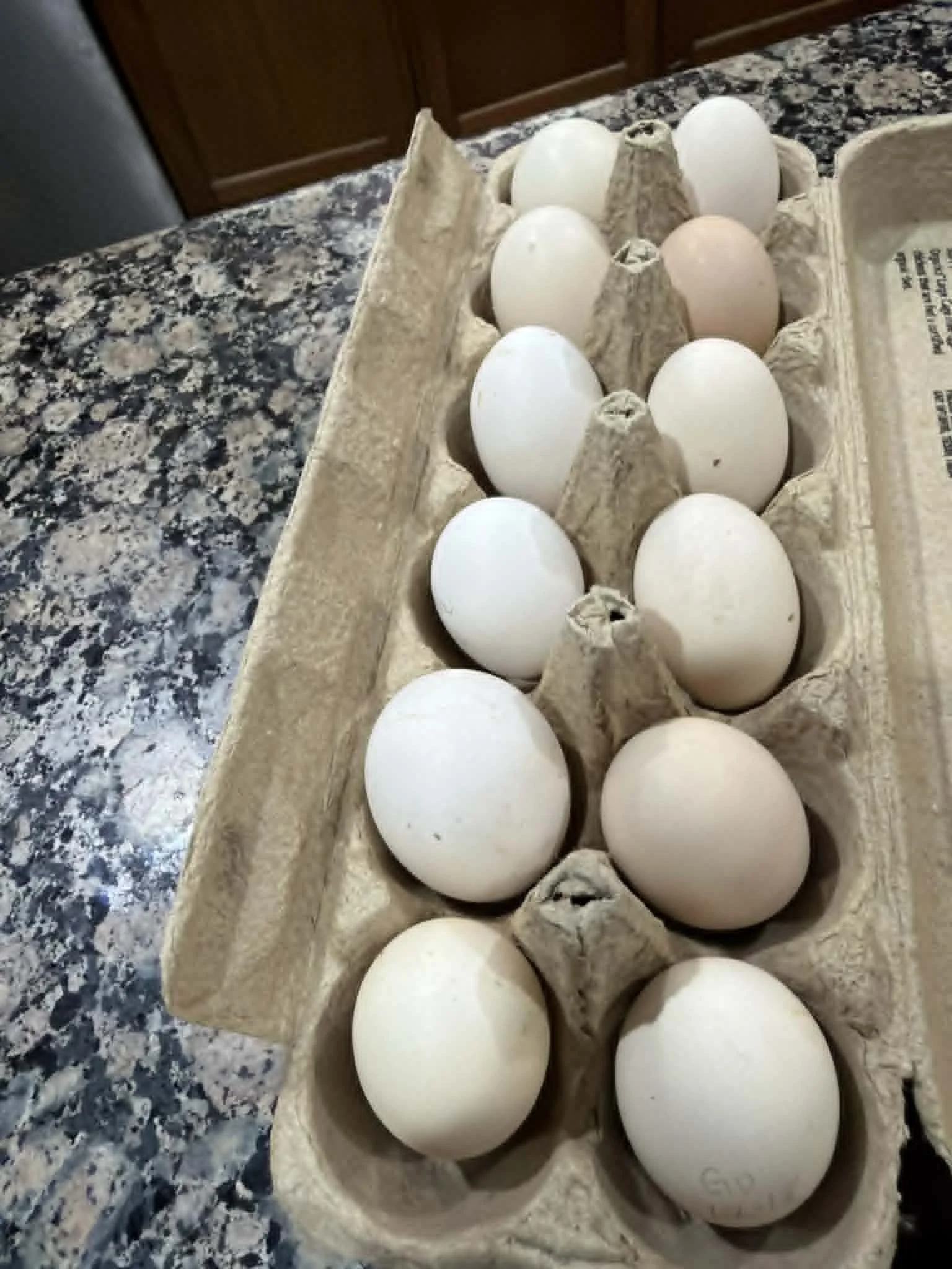 Silkie Eggs