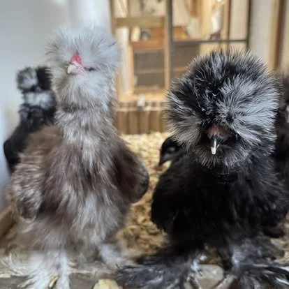 Premium Color Chicks