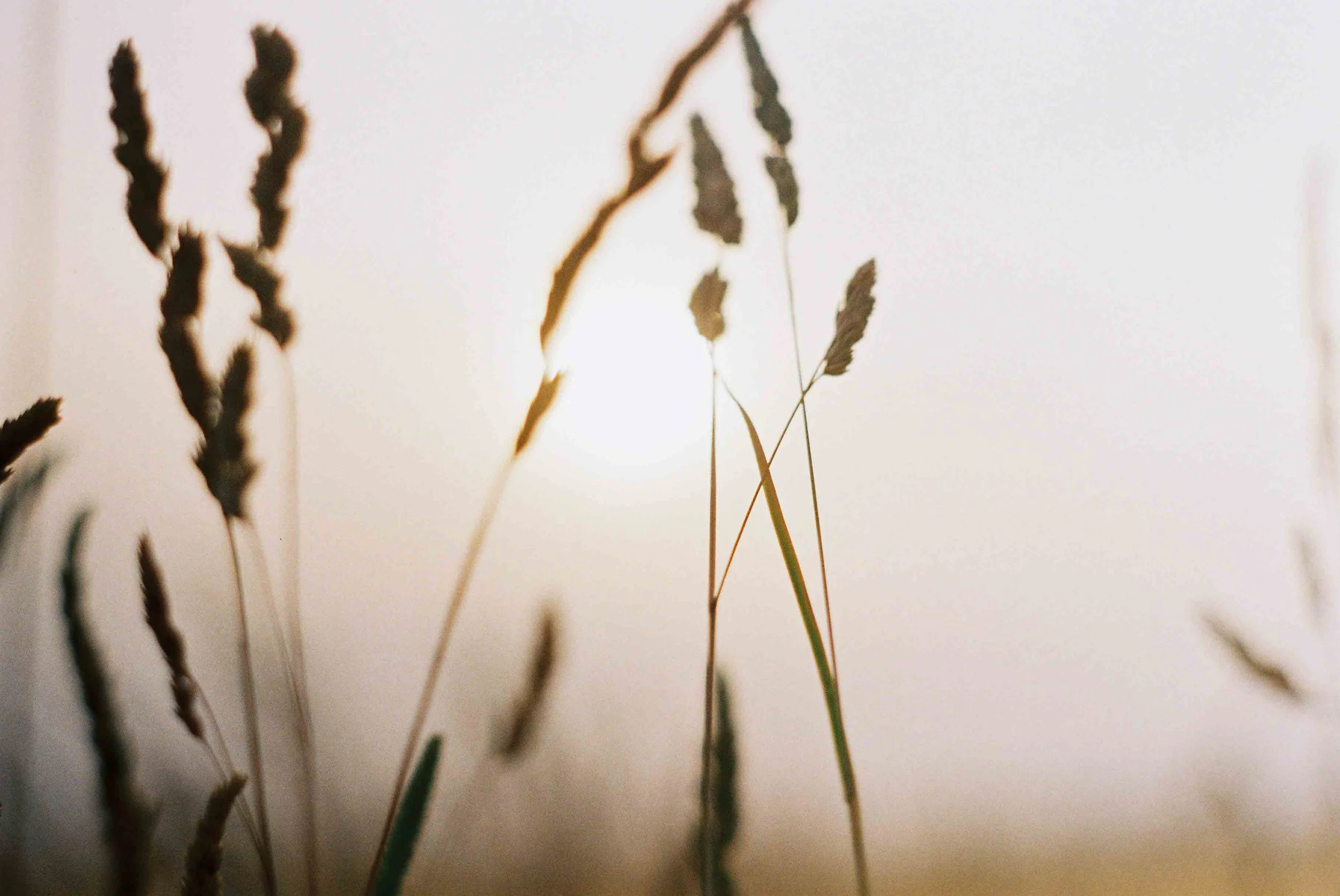 Sunset-Grass-1.jpg