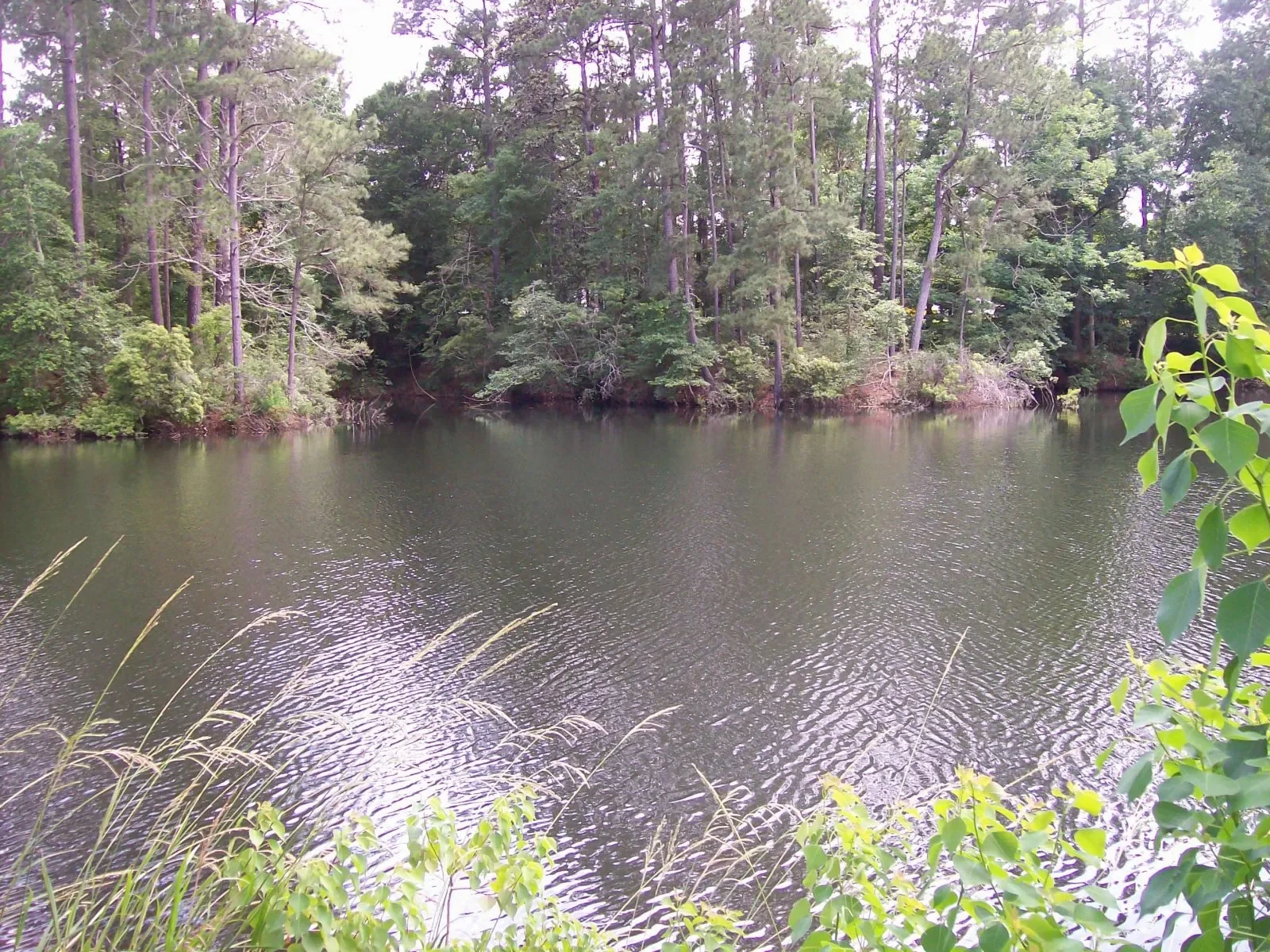 A body of water, likely a lake or pond, surrounded by dense green trees and foliage.