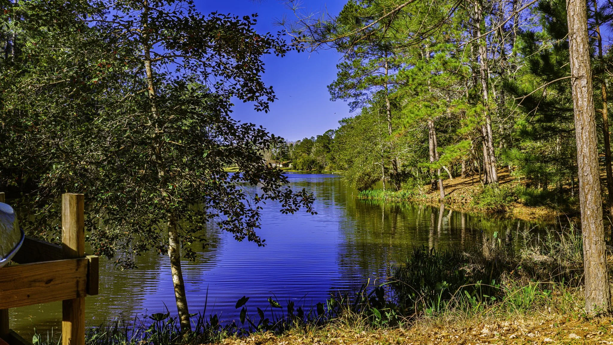 A peaceful lake surrounded by trees and greenery with a clear blue sky overhead.