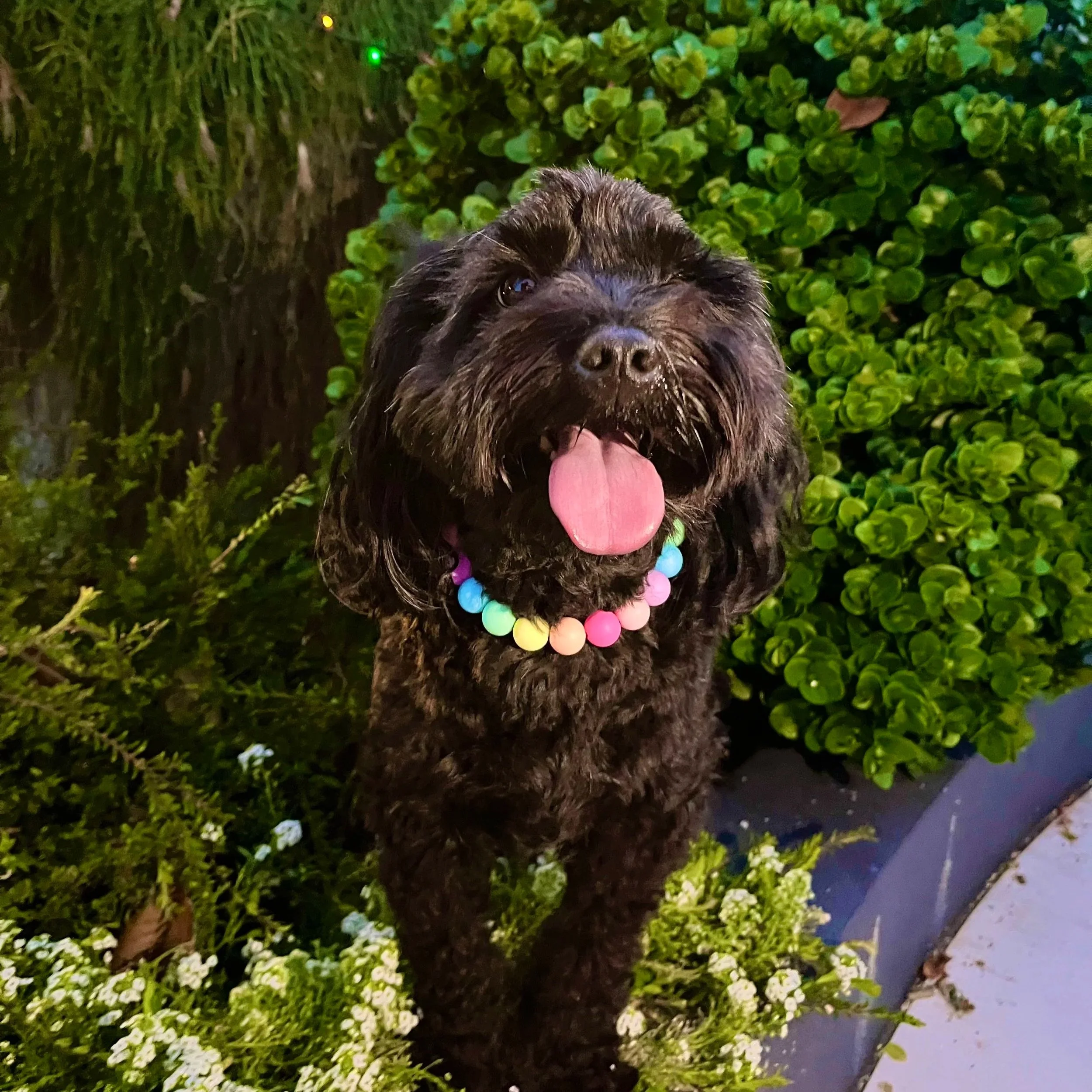 Rainbow Pet Necklace
