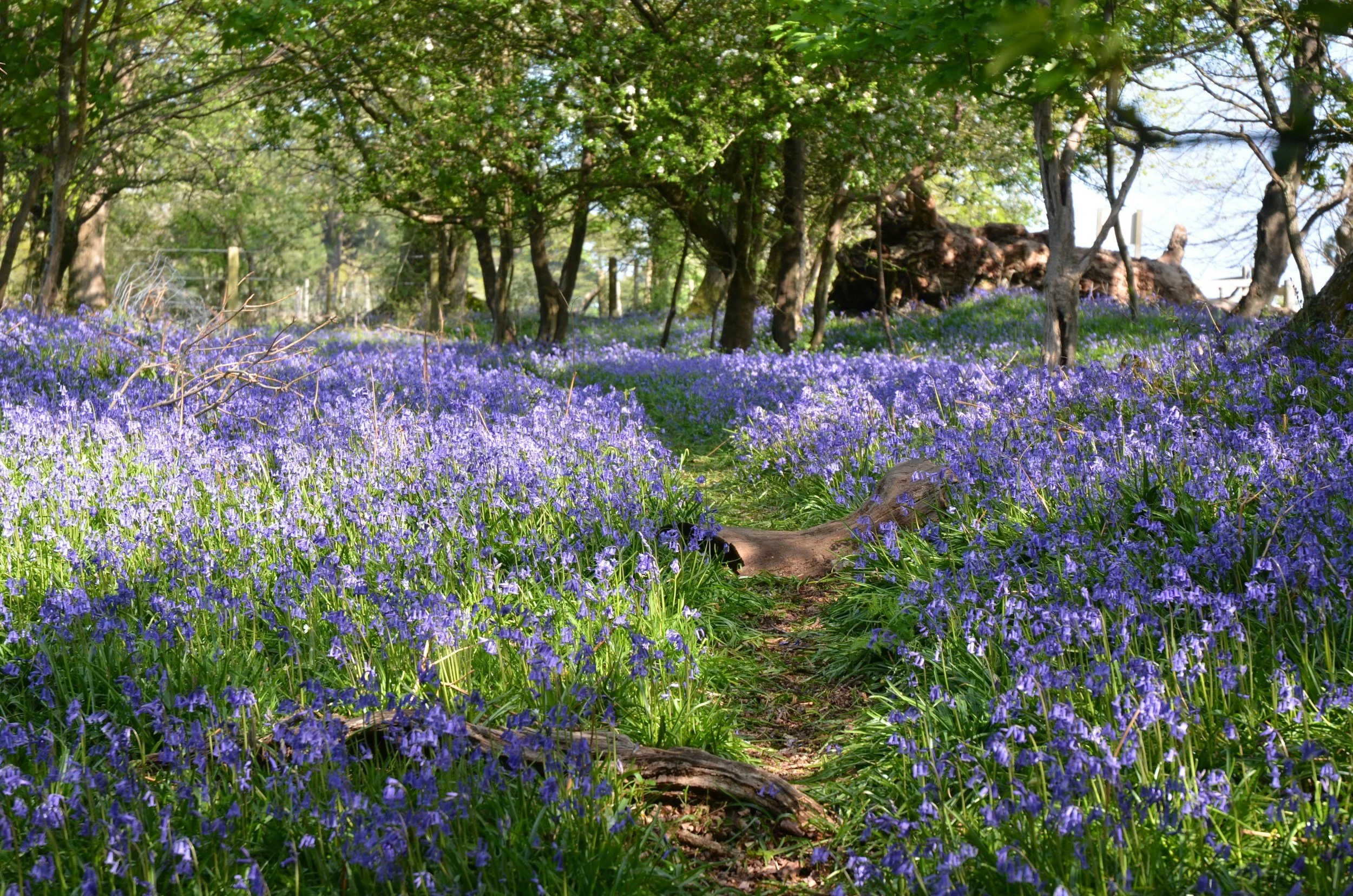 Woodland wedding outdoor ceremony Hampshire