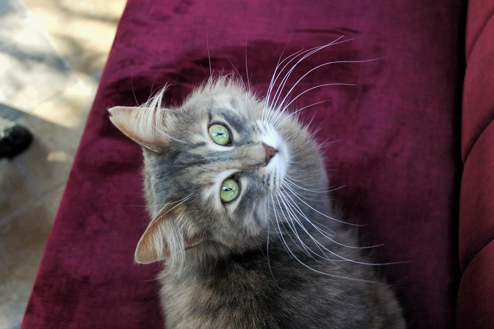 Kedinin yakın çekim portresi, yeşil gözleri ve uzun bıyıklarıyla, mor renkli bir koltuk üzerinde oturuyor.