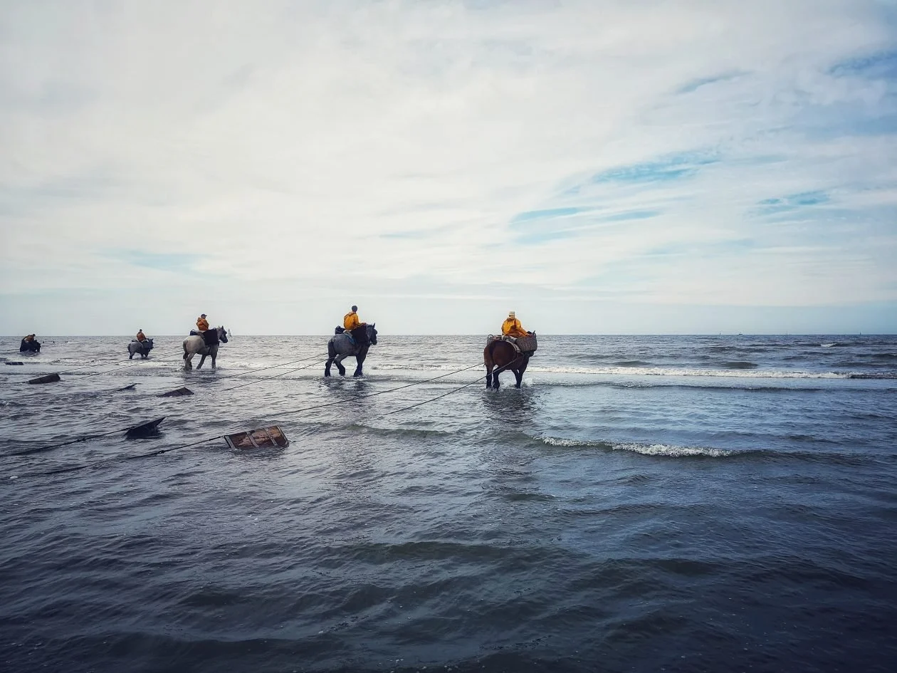 Garnaalvissers te paard in zee