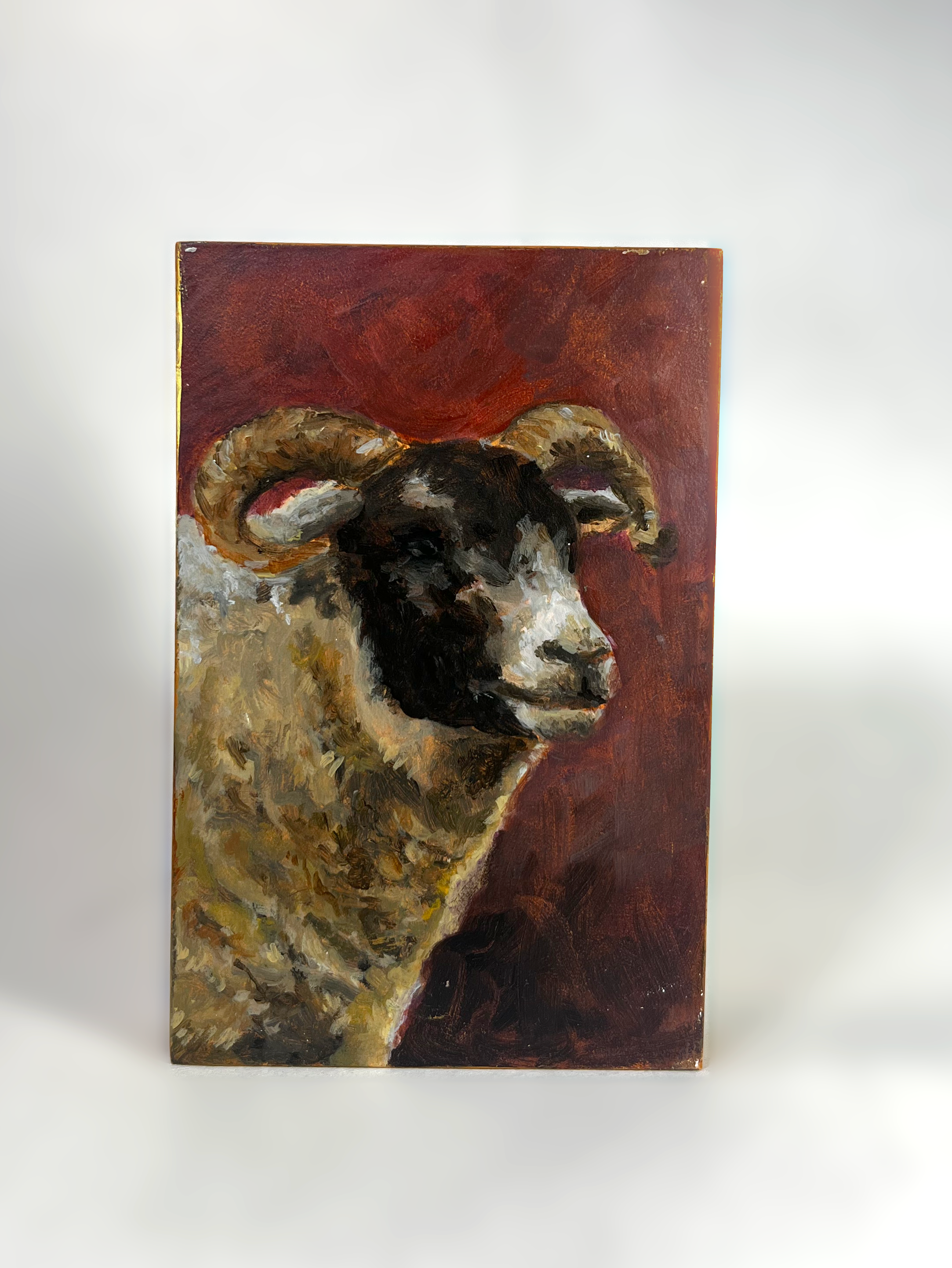 Schotland schaap (10x15cm)