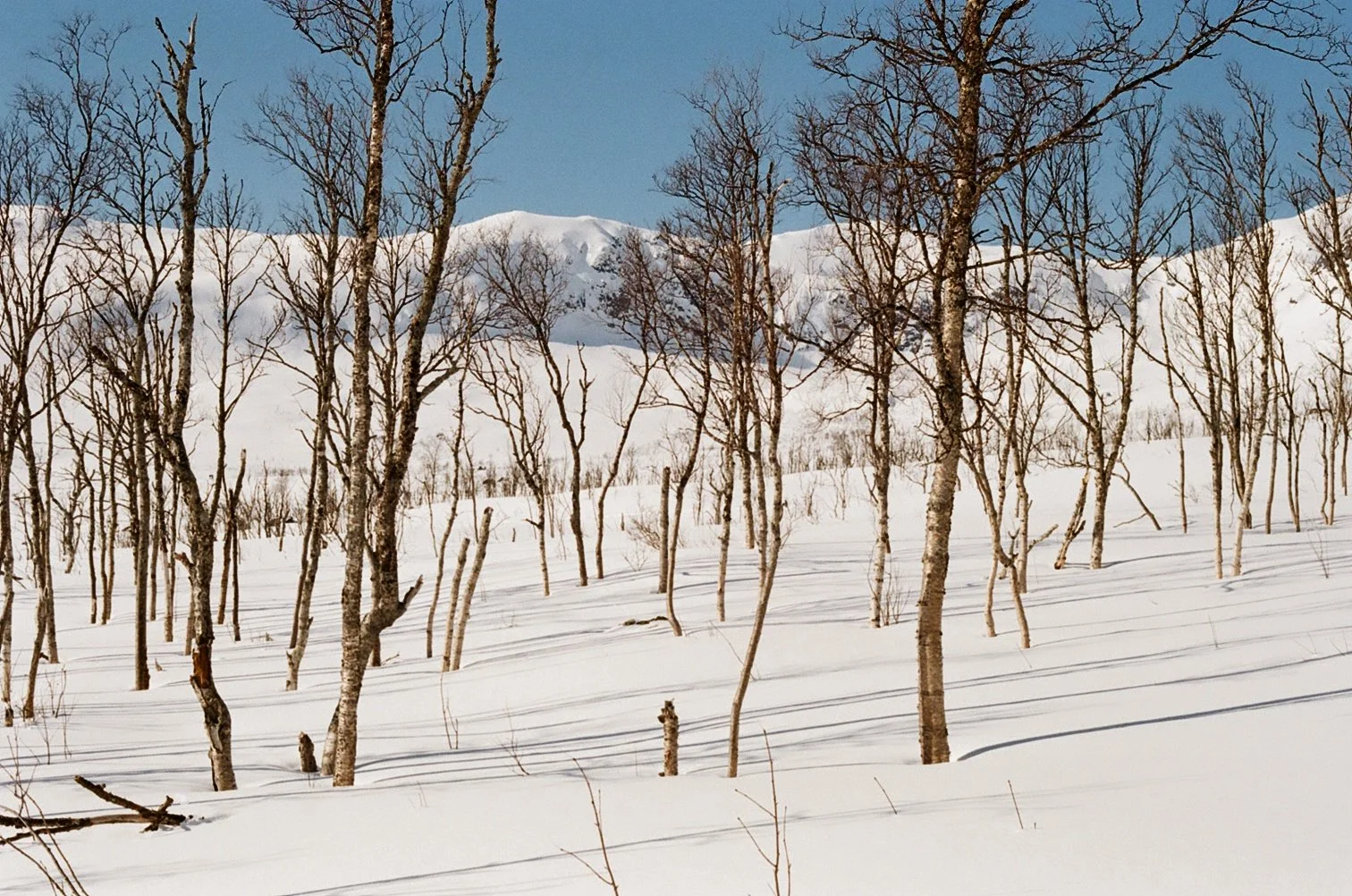 Snow-covered landscape with leafless trees and distant snow-capped mountains under a clear blue sky.