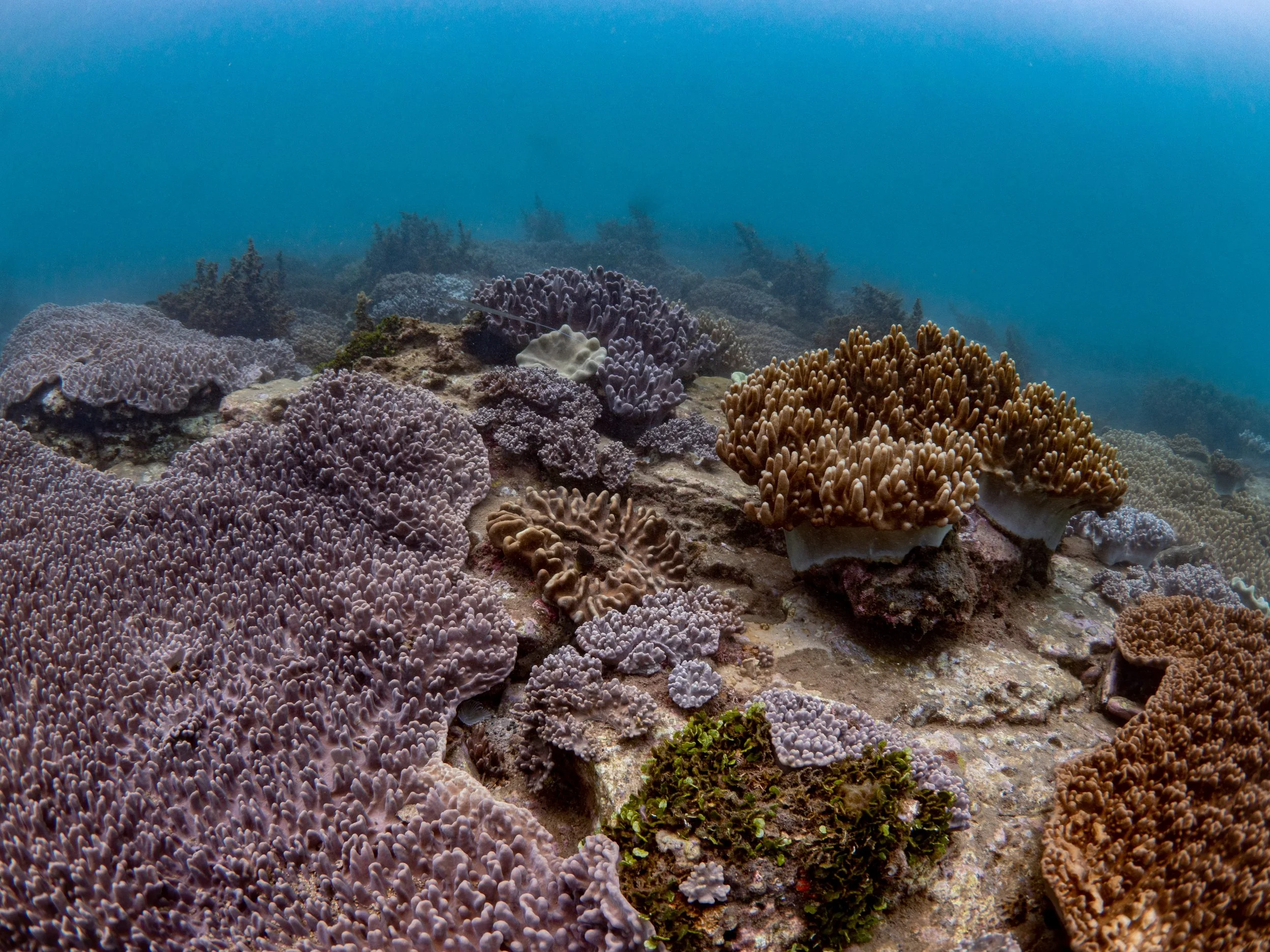 Underwater view of a coral reef with various types of corals and marine life.