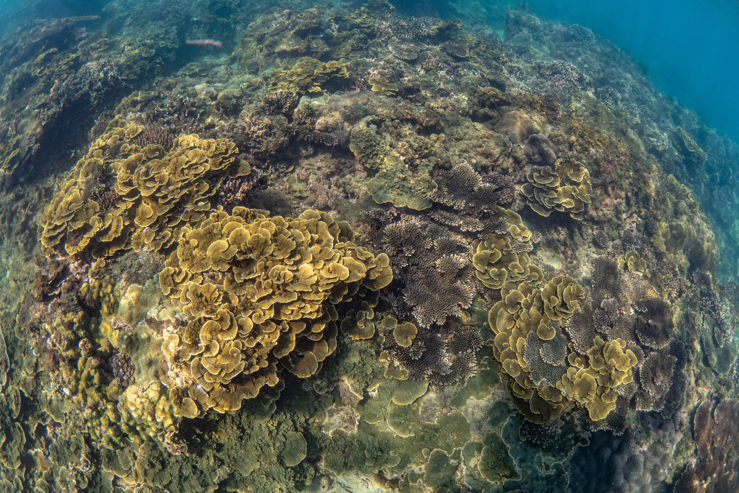 Underwater view of a colorful coral reef with various coral formations and marine life.
