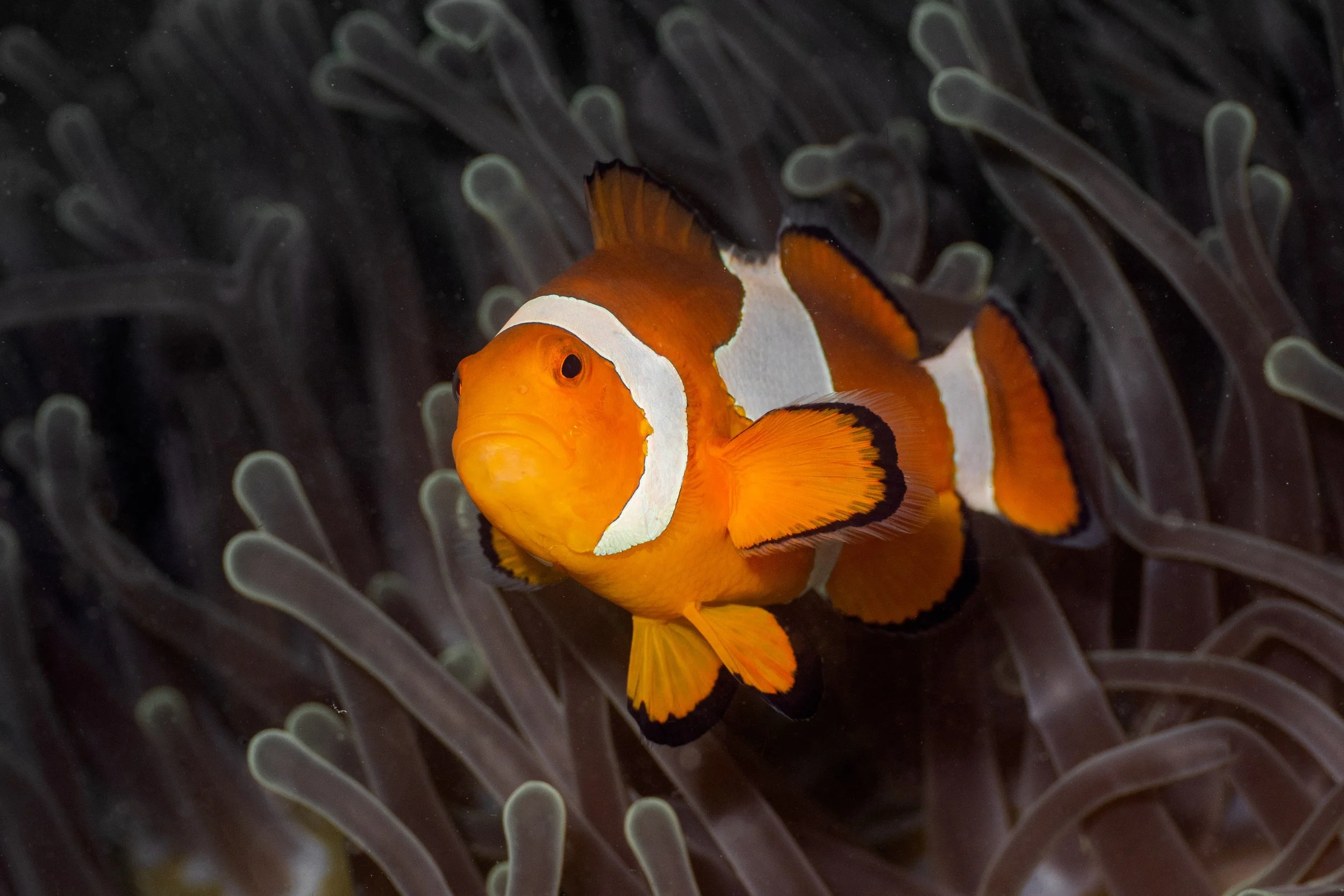 Vietdivers - Sipadan 2-9-2023 Forgy Lair-18.jpg