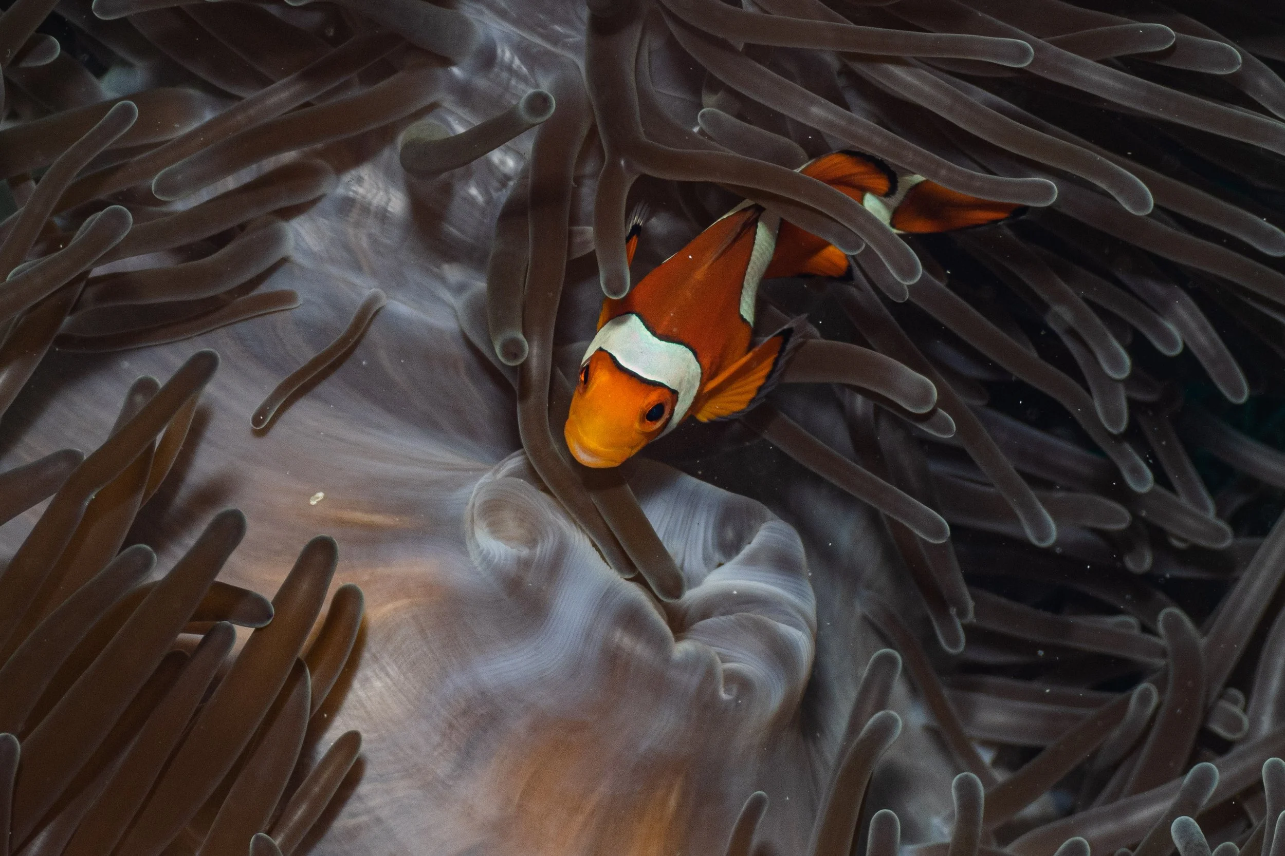 A clownfish swimming among the tentacles of a sea anemone.