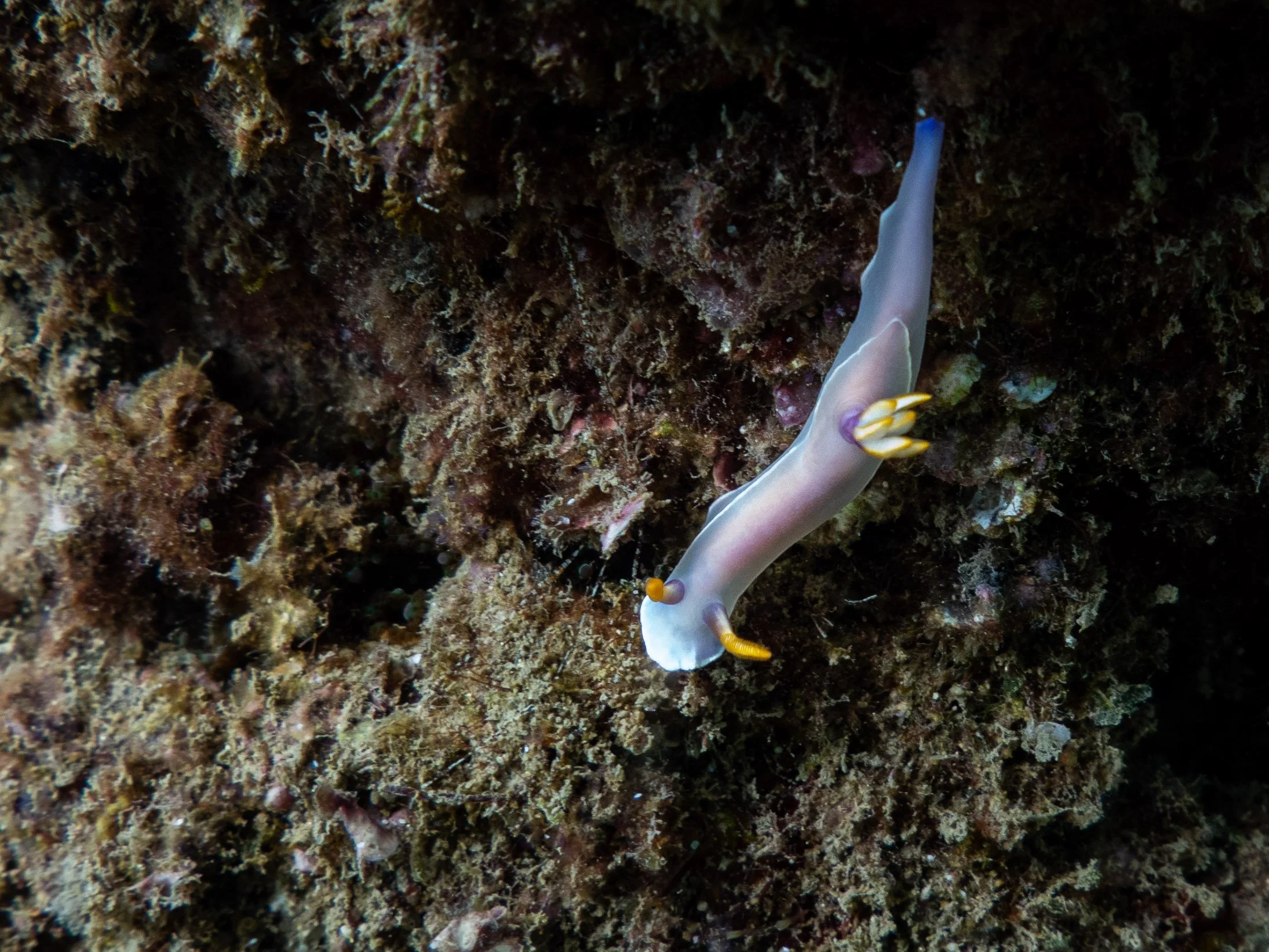 A nudibranch sea slug with a pale, translucent body and yellow-tipped cerata dorsally, crawling on a dark, rocky underwater surface.
