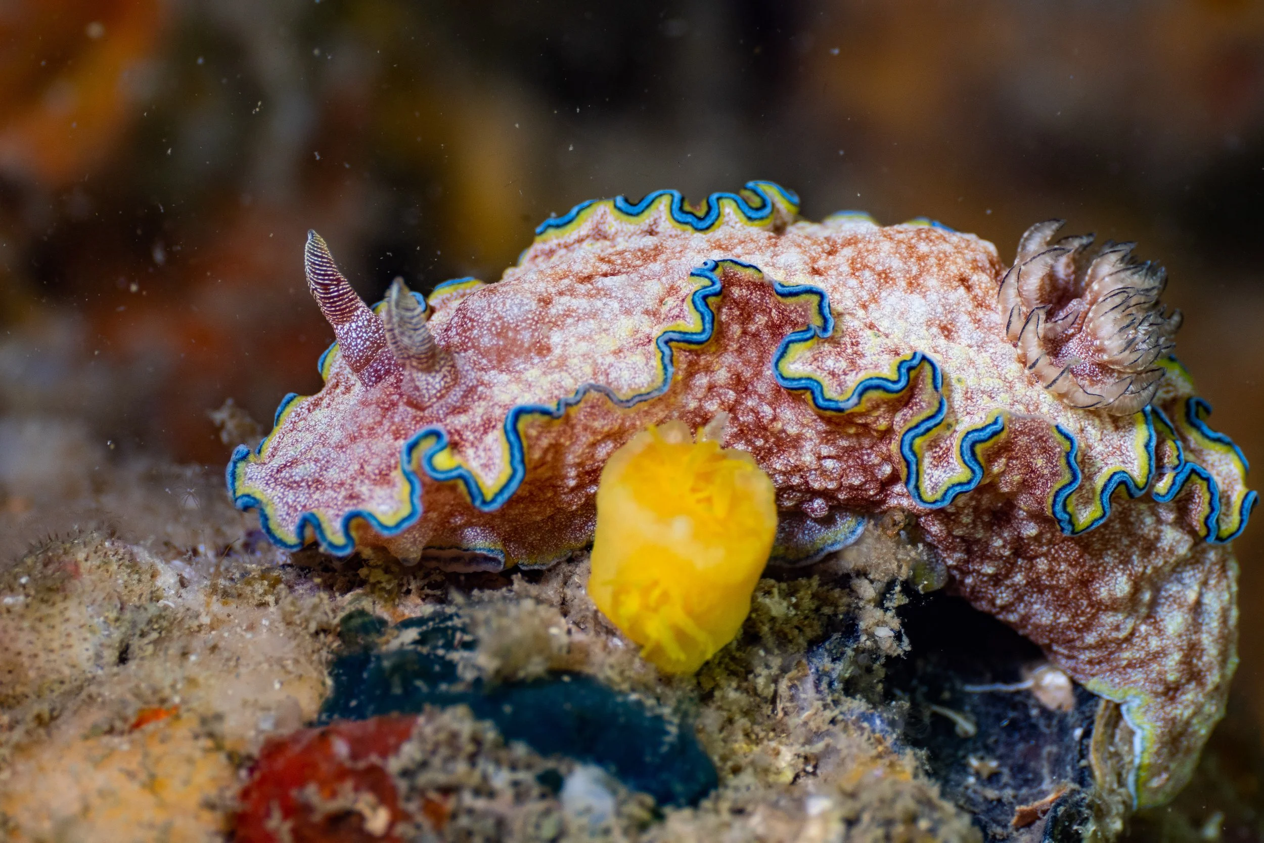 Viet Divers - Phuket trip 12-3-24-65.jpg