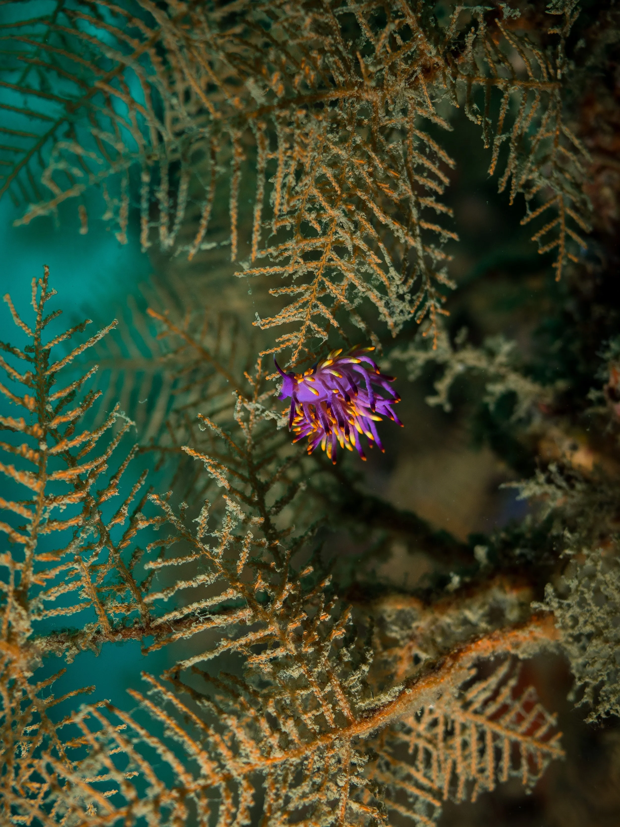 Vietdivers - Brunei 7-2022-10.jpg