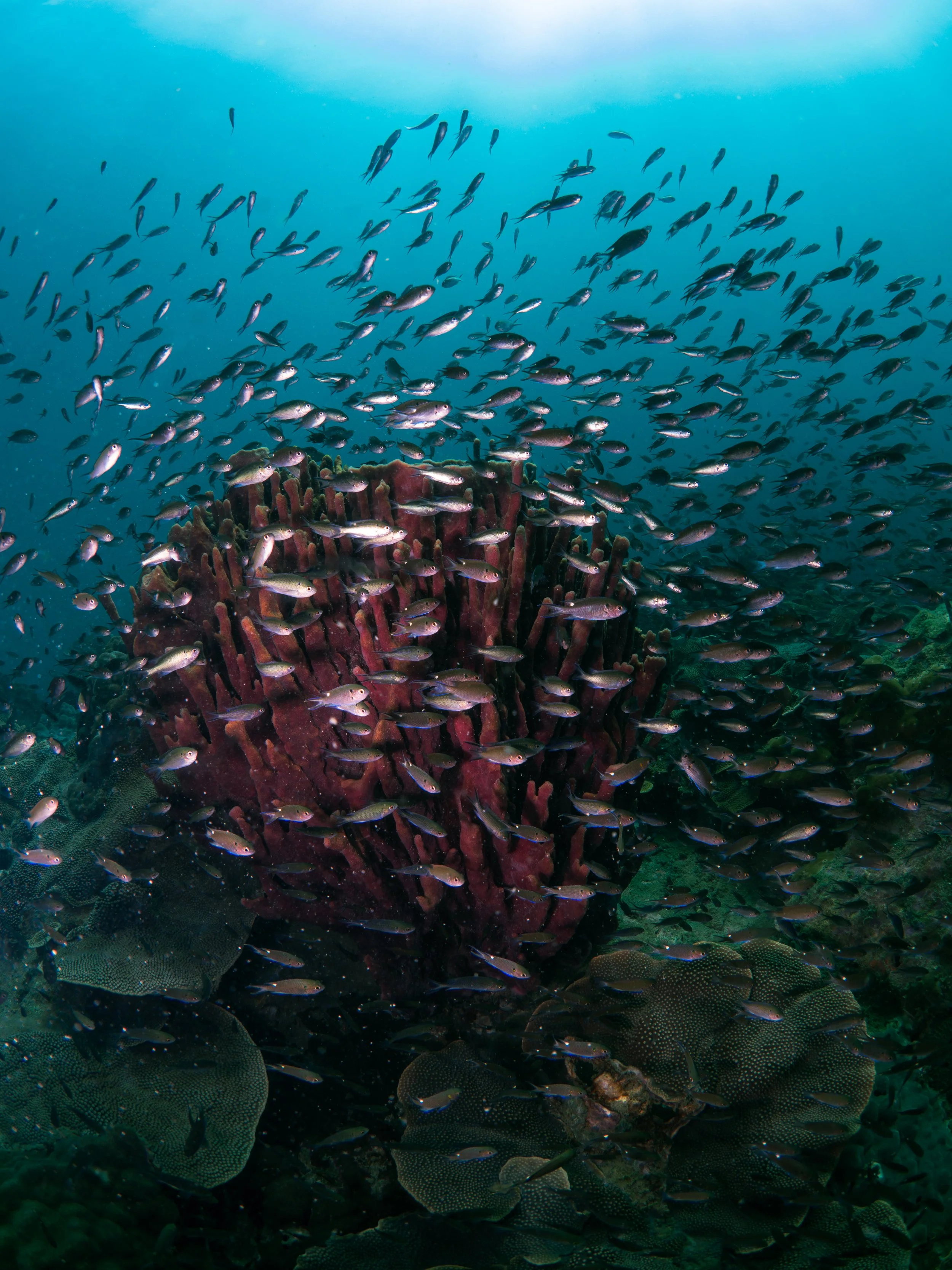 Underwater scene with a large school of small fish swimming around a coral reef with various coral formations.