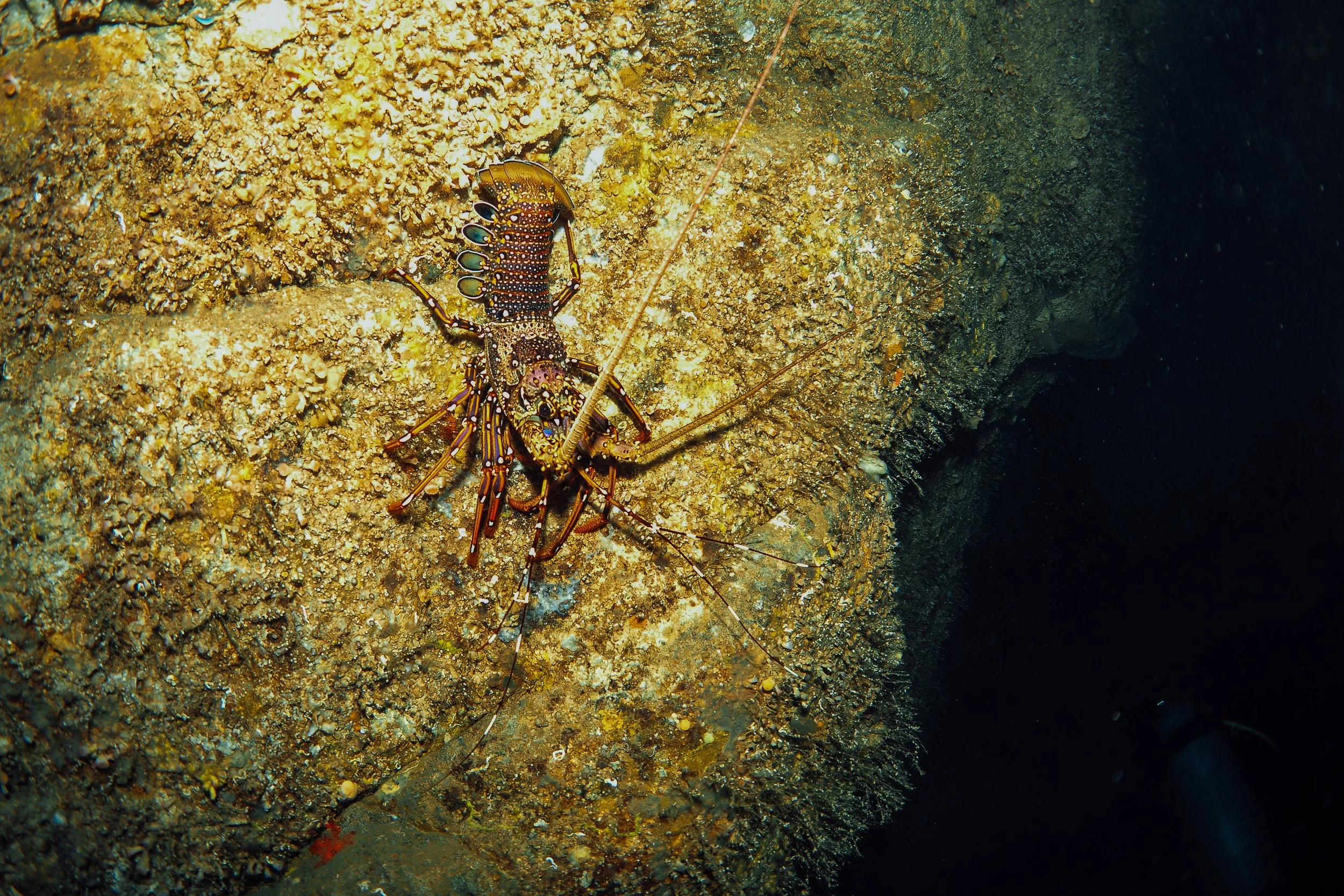 A close-up of a spiny lobster resting on a coral reef in deep water.