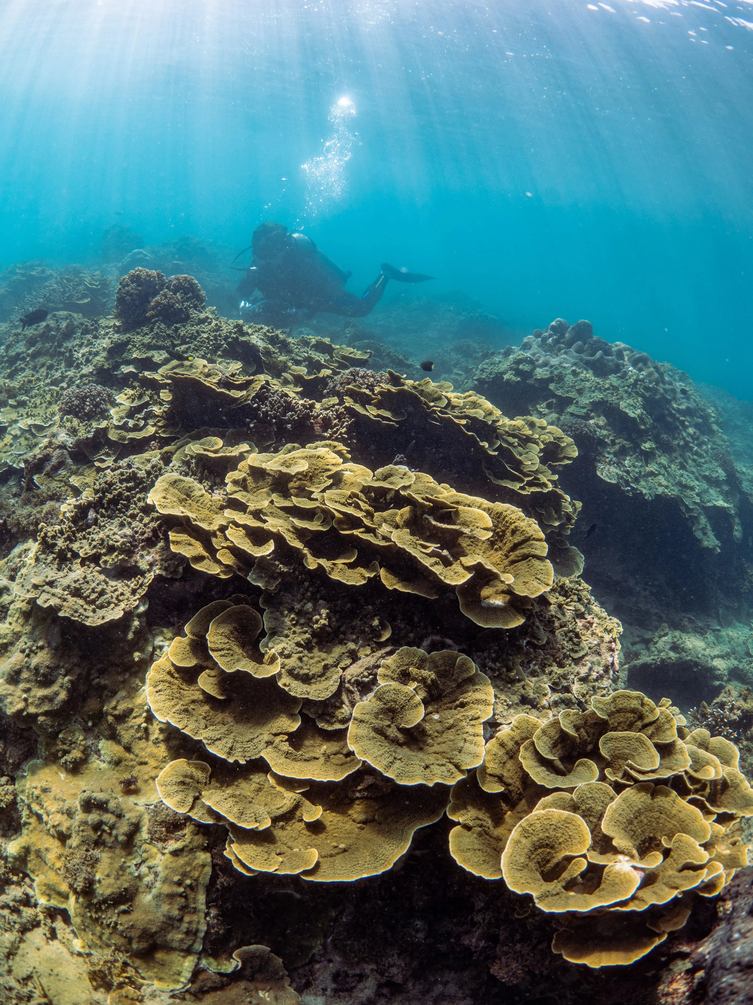 An underwater scene featuring a scuba diver swimming above a coral reef with various types of coral and marine life.