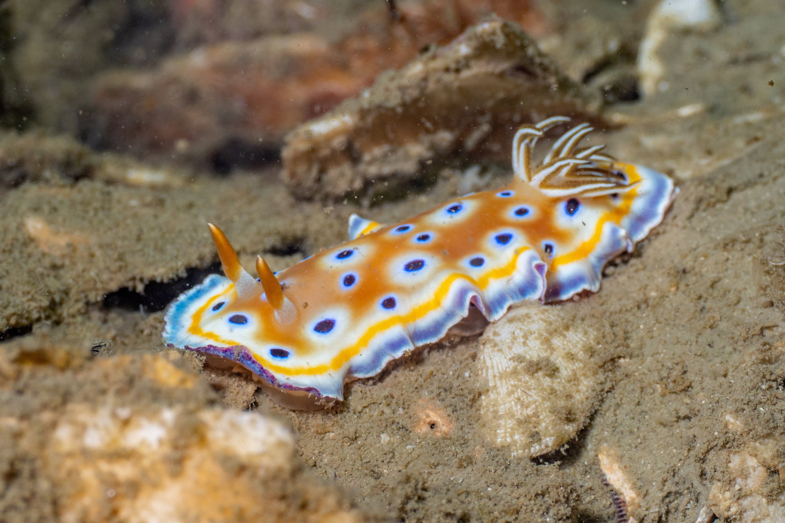 Viet Divers - Phuket trip 12-3-24-57.jpg