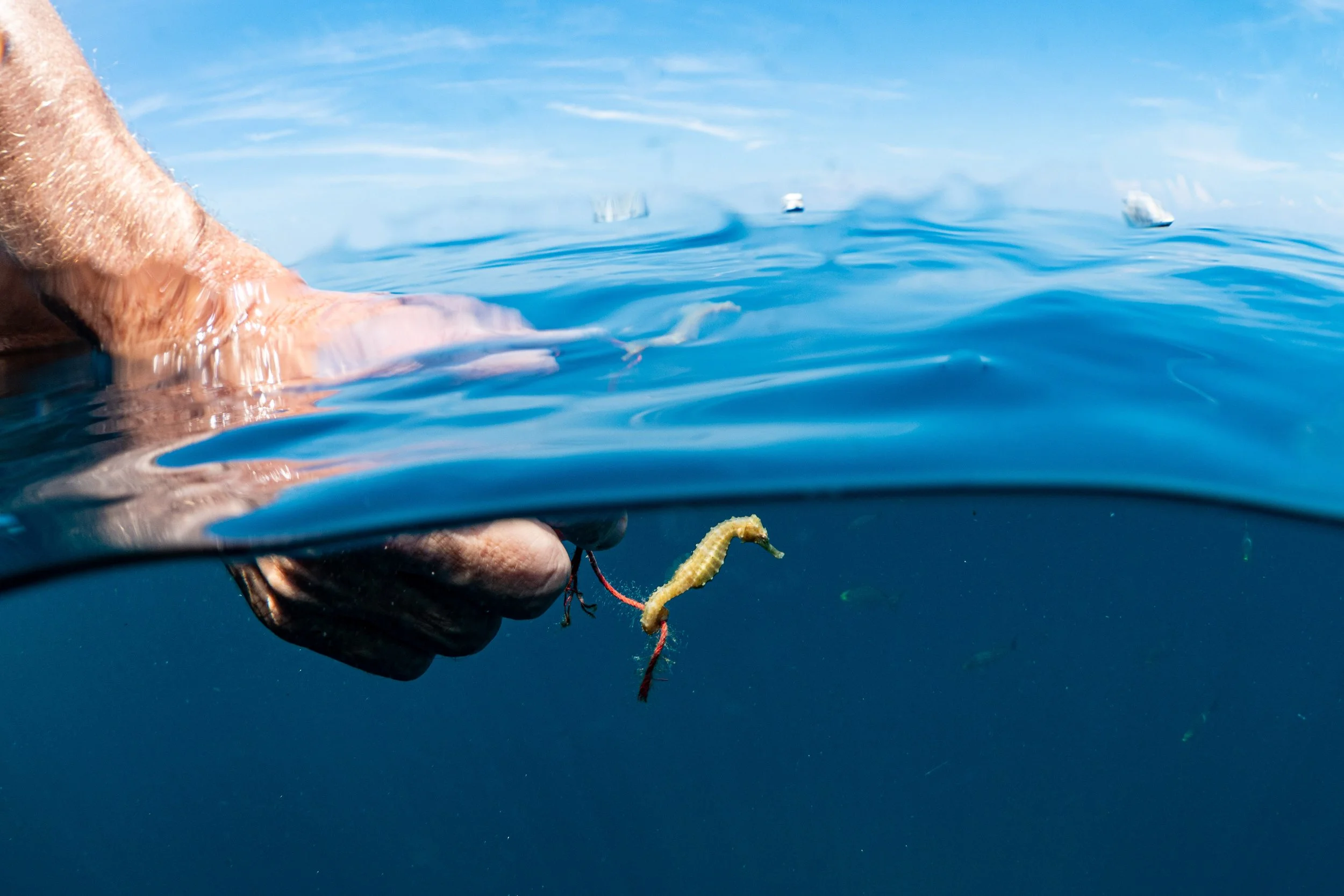 A person is holding a fishing lure with a small fish trailing behind it in the ocean. The image captures the moment at the water's surface, with a blue sky and boats in the background.