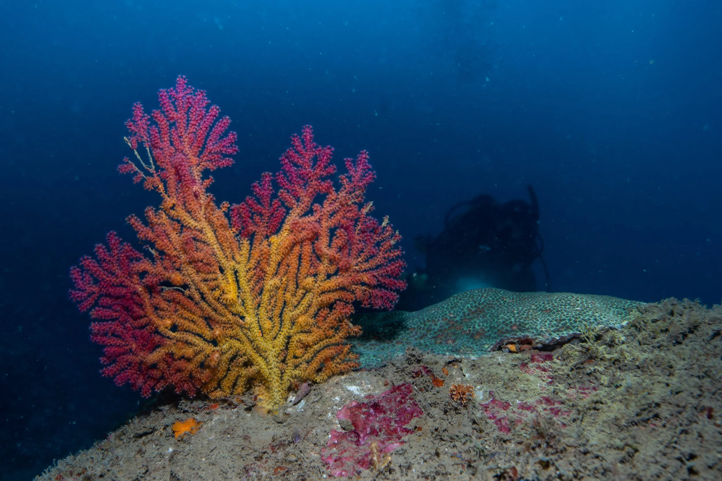 Underwater scene with a colorful orange and pink coral, a fish blending into the sandy ocean floor, and a scuba diver in the background.