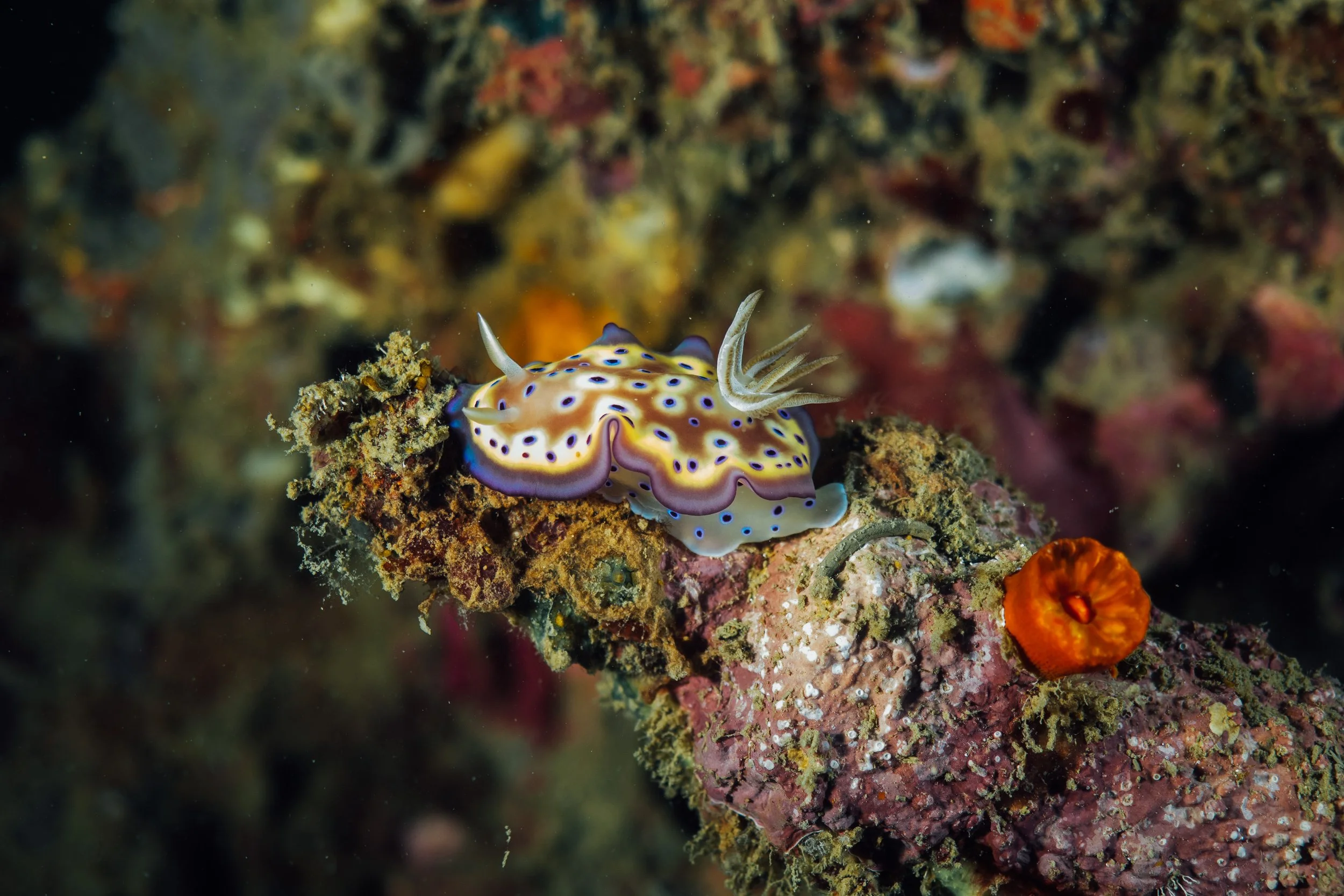 Vietdivers - Brunei 7-2022-8.jpg