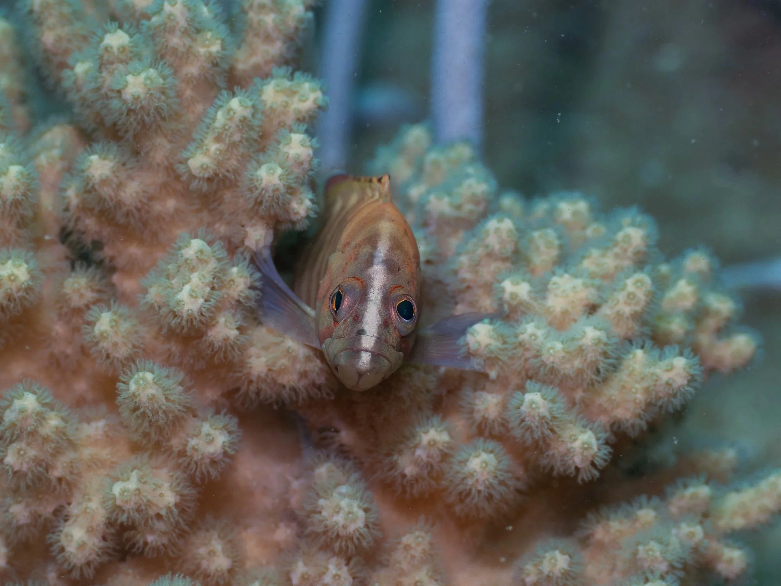 A small fish with brown and orange coloration peeks out from coral with tiny, soft polyps.