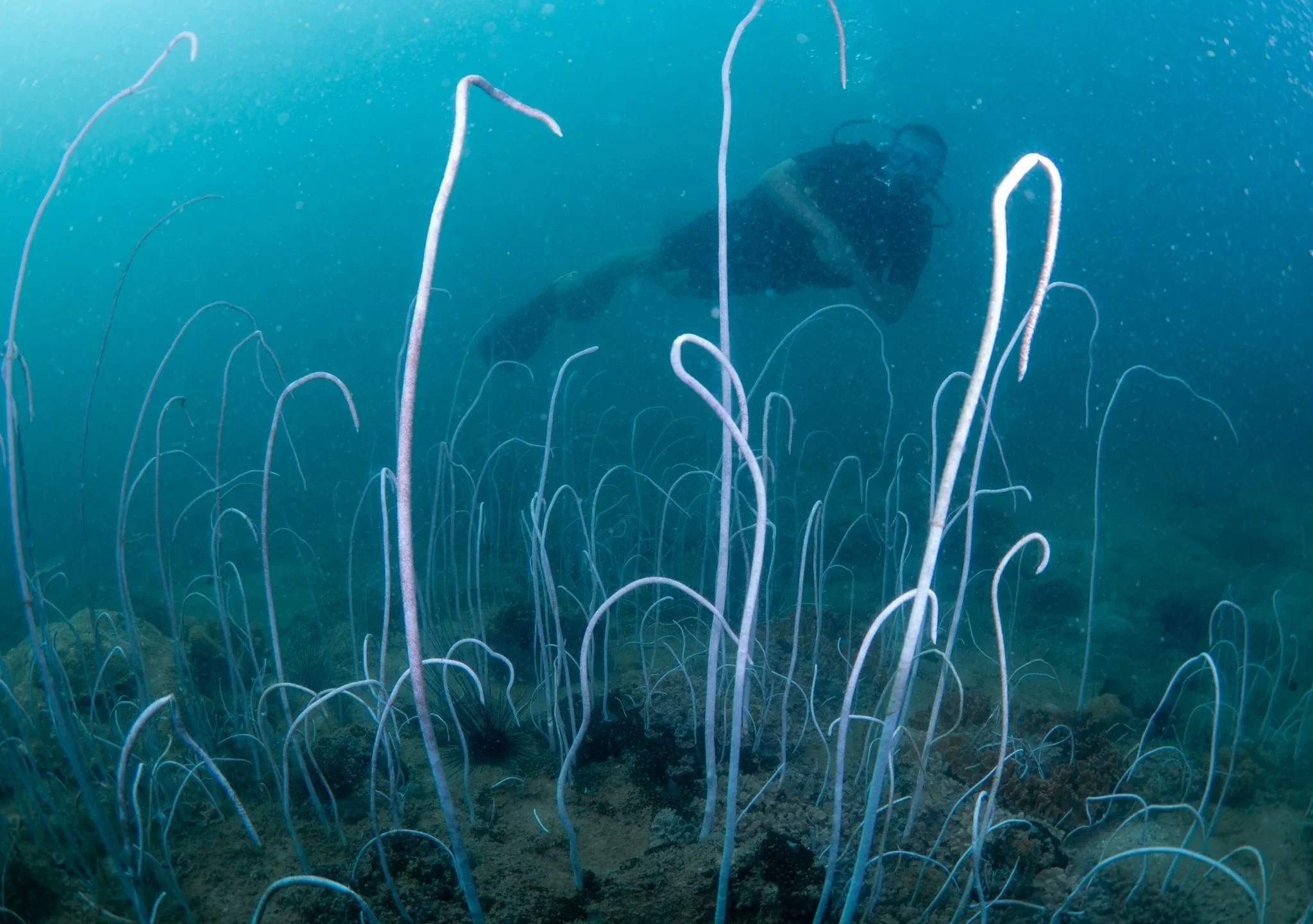 Scuba diver underwater exploring a vibrant coral reef with tall white and purple sea stalks.