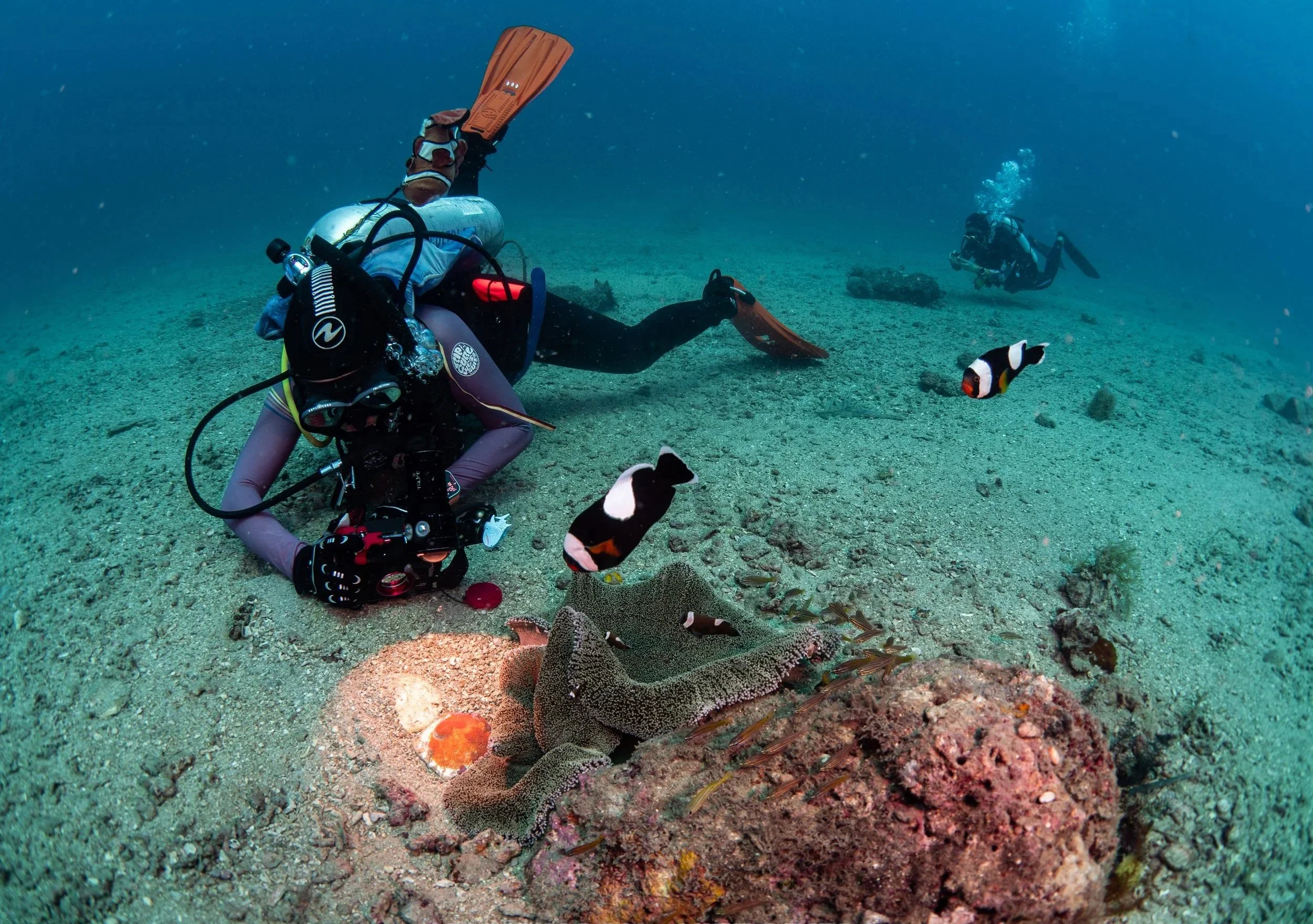 Two scuba divers exploring the ocean floor surrounded by fish and coral, one diver taking photographs