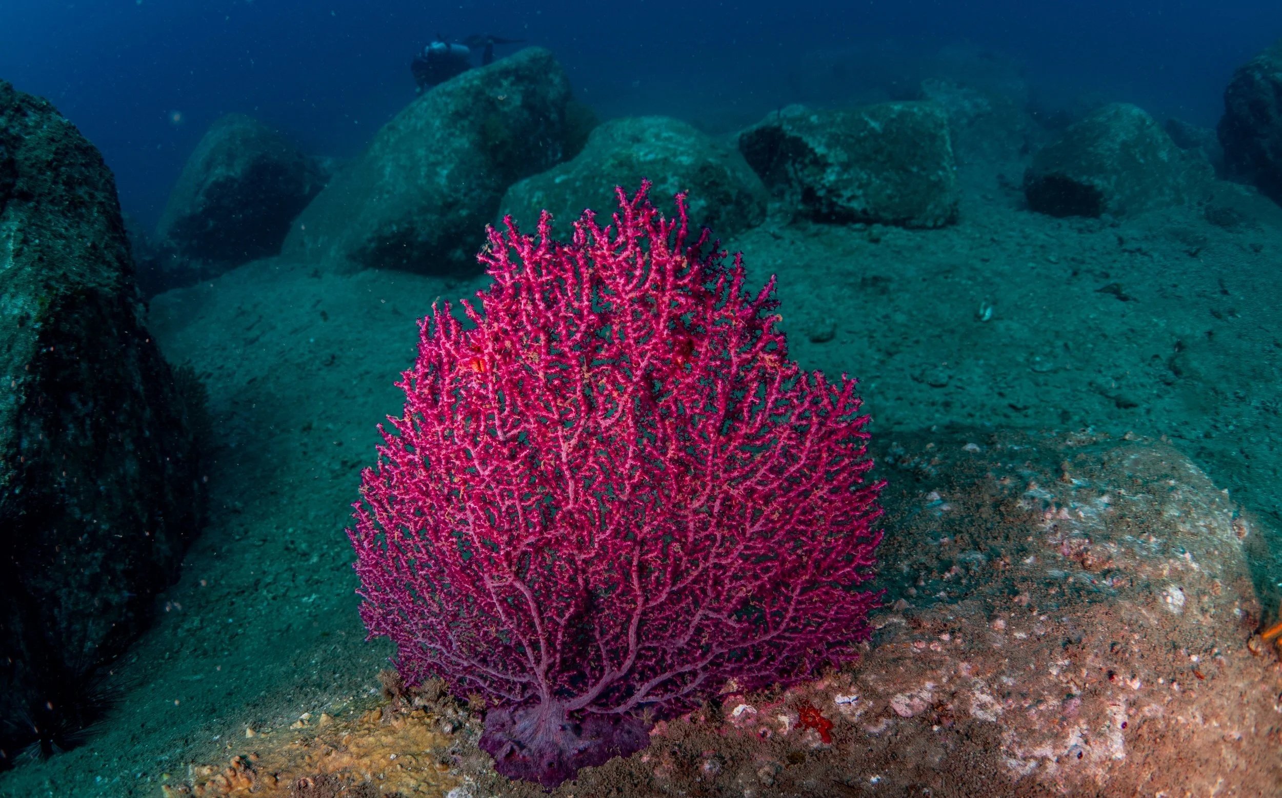 Pink coral on the ocean floor surrounded by rocks and sand.