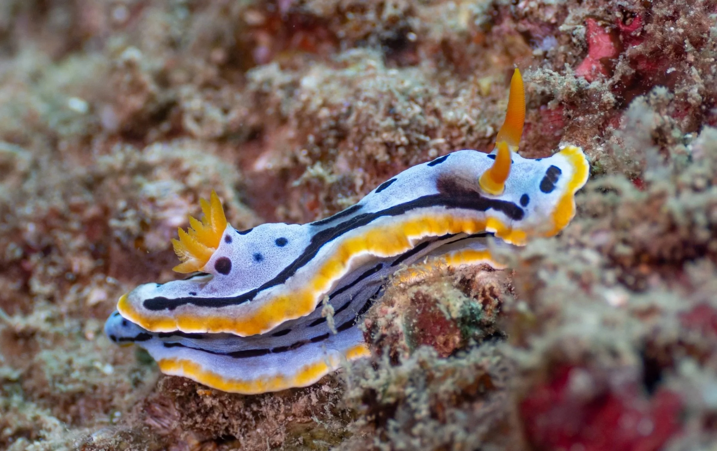 A colorful nudibranch crawling on a coral reef.